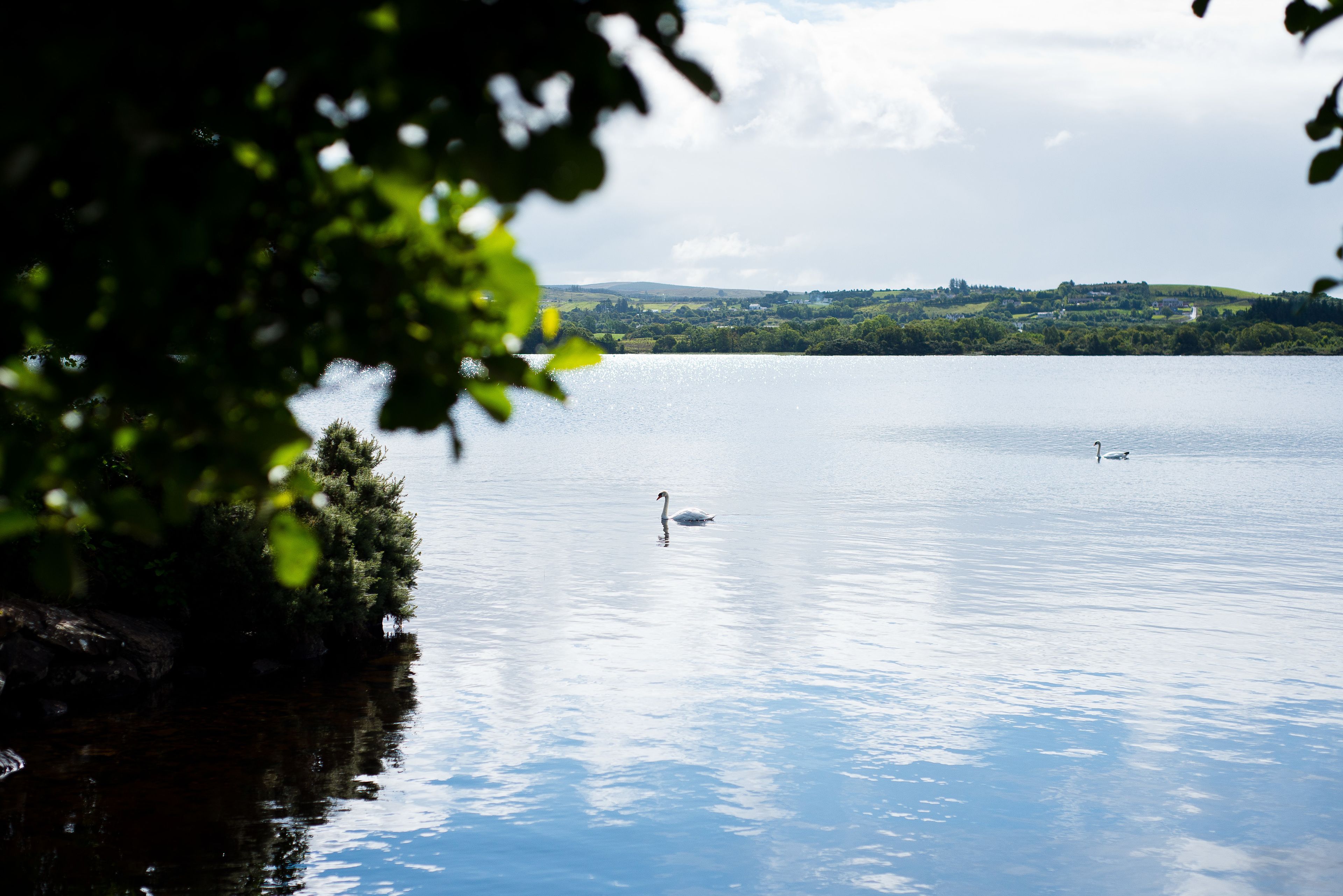 A calm lake with swans, surrounded by greenery and a distant town.