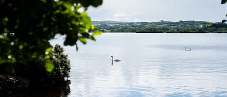 A calm lake with swans, surrounded by greenery and a distant town.