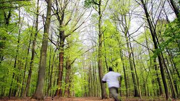 Un sendero en el bosque flanqueado por altos árboles, con una persona corriendo.