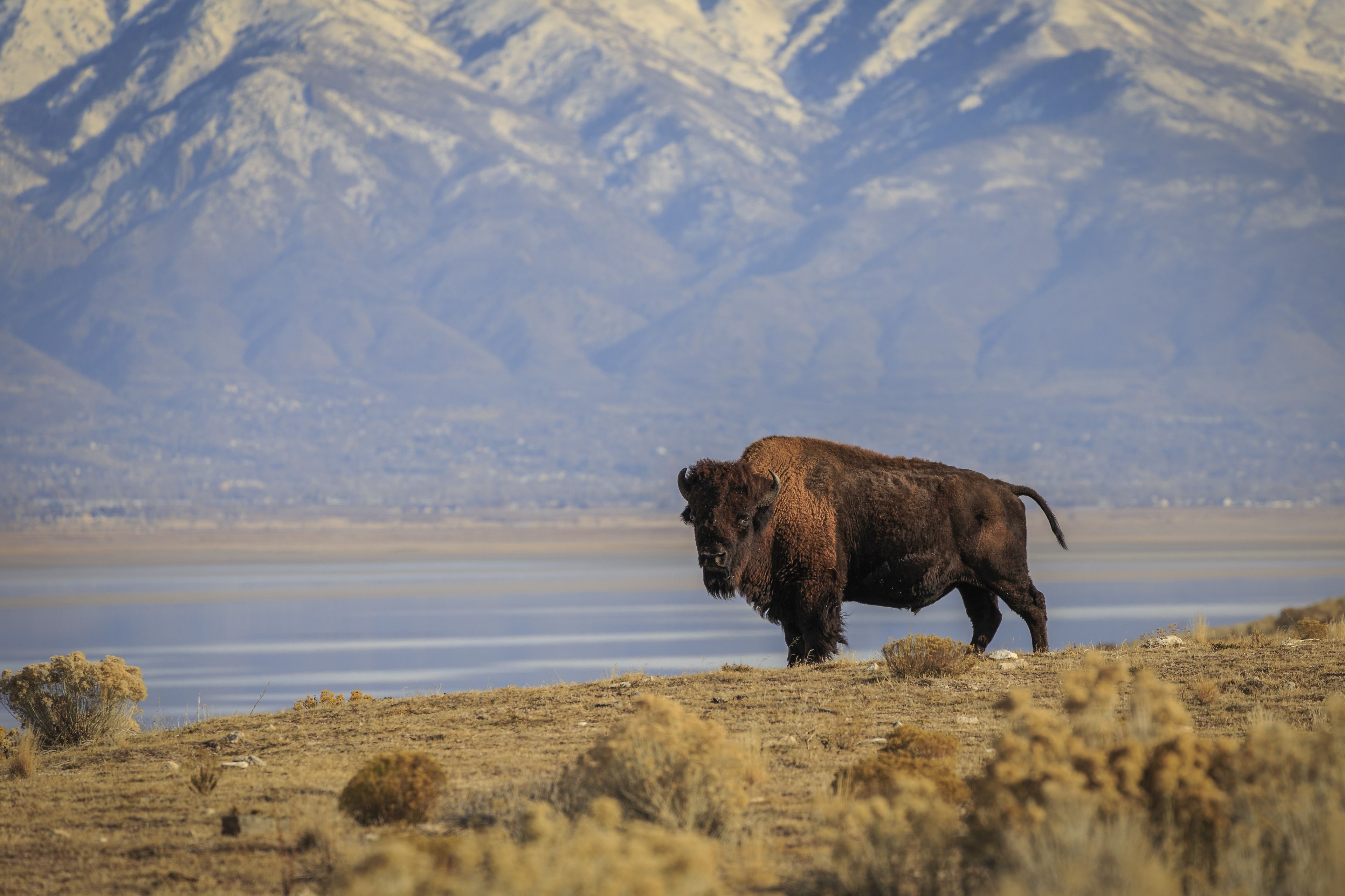 A bison in a natural landscape with mountains in the background.