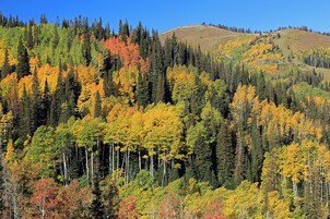 Un pendio boscoso con diversi alberi dai colori autunnali.