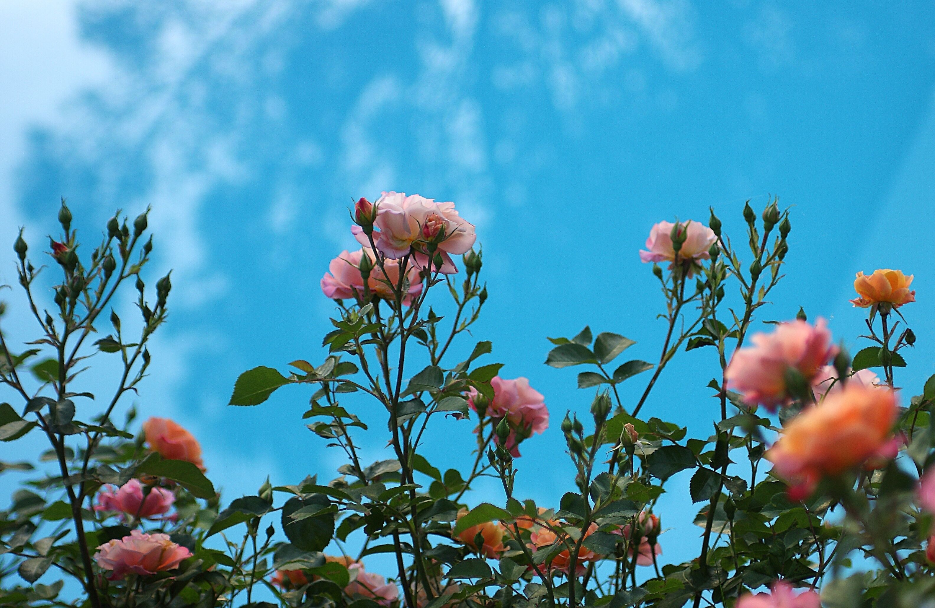 economy double room | view from room