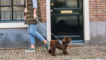 A person walking a dog on a leash in front of a black door with a brass handle and a mailbox.
