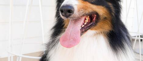 A close-up of a dog with a black, white, and brown coat, sitting indoors with a white chair in the background.