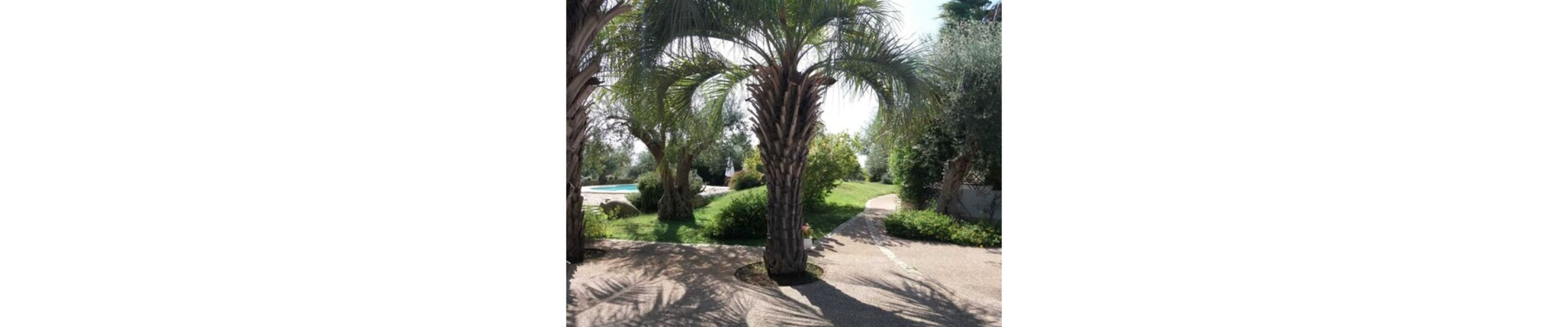 standard room | garden view