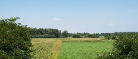 A rural landscape with fields and trees.
