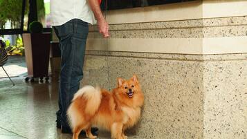 Una persona de pie junto a un perro en un espacio interior con suelo de piedra y una encimera.