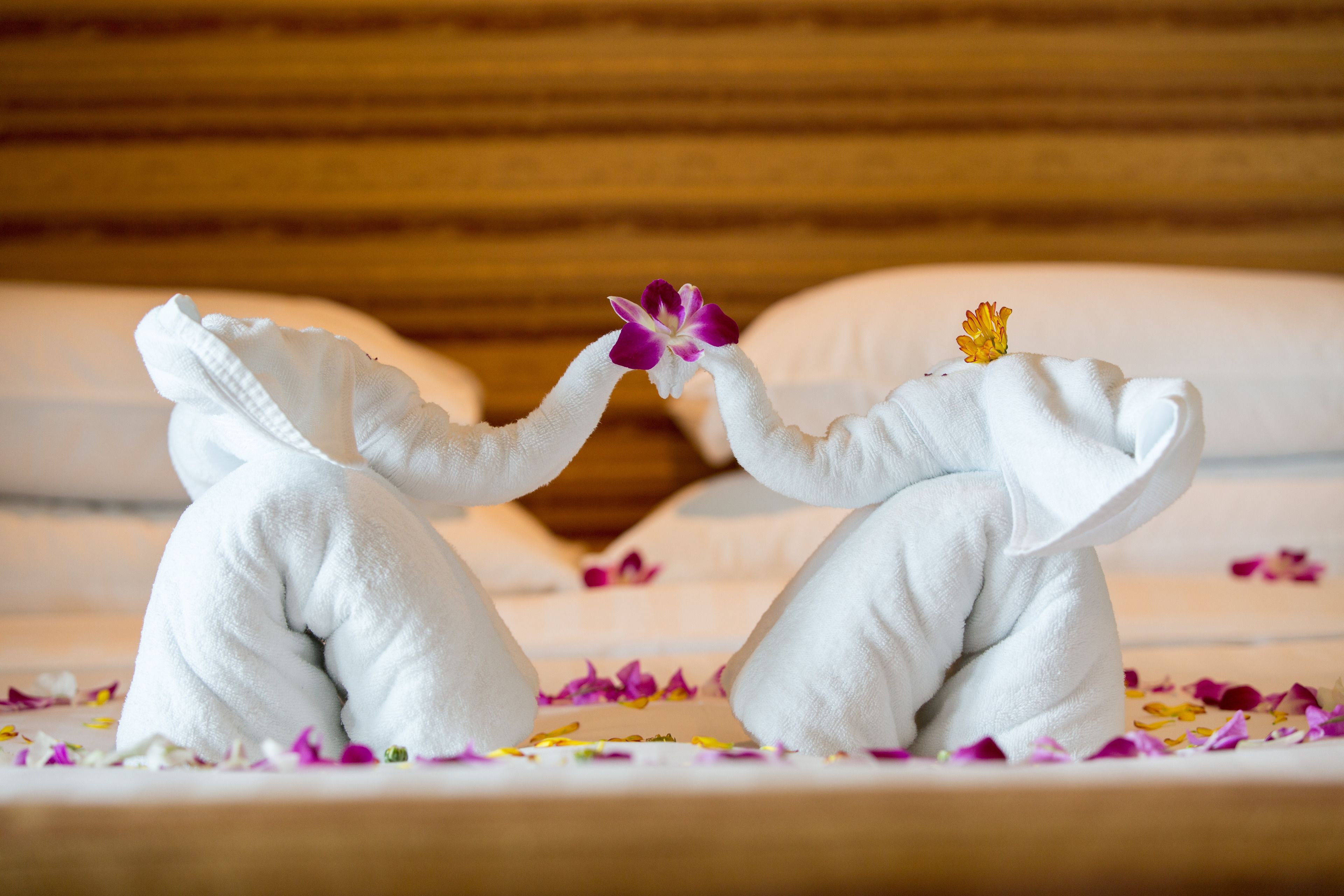 Two white towels shaped like elephants on a bed with scattered flower petals.