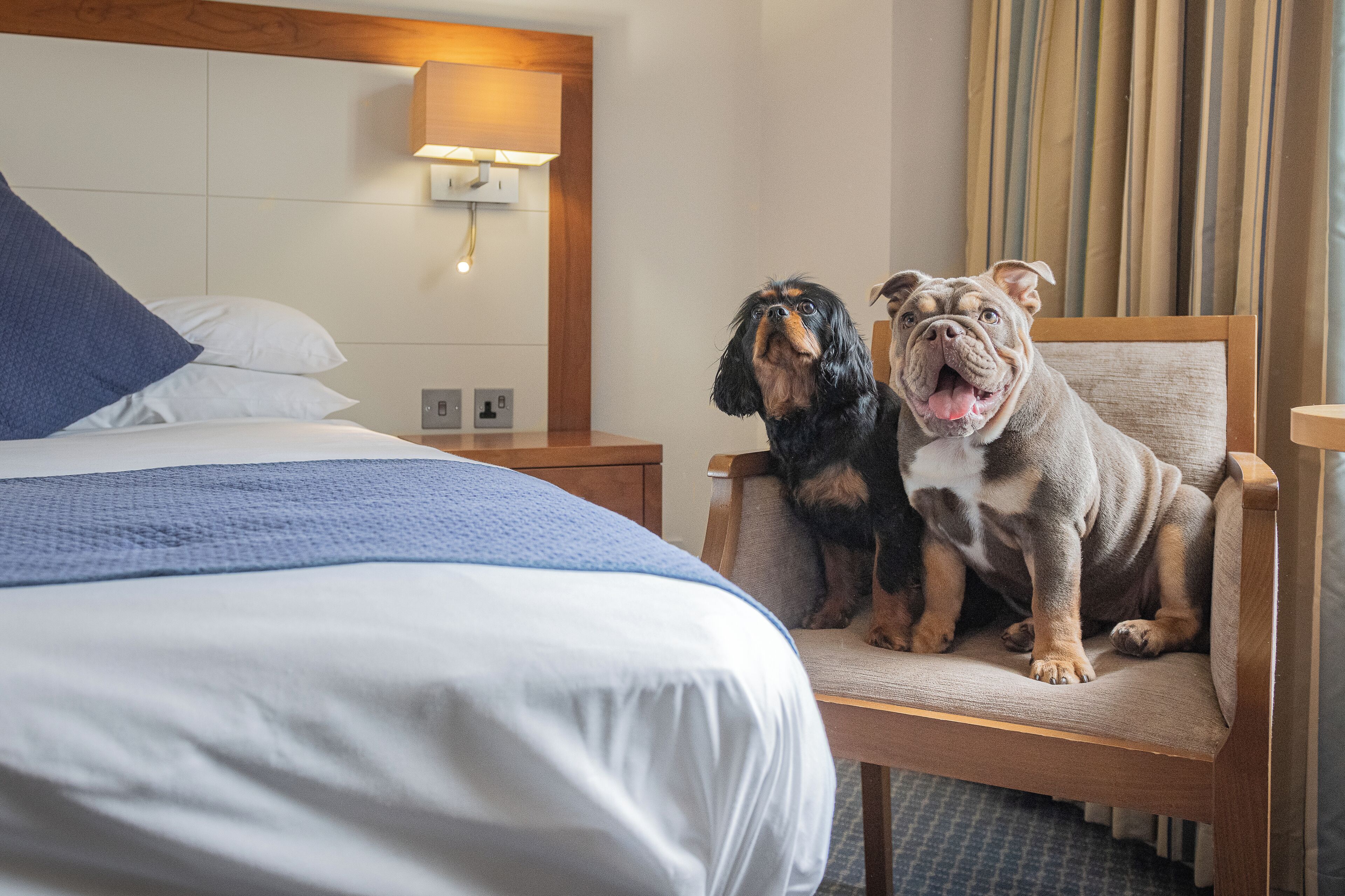 Une chambre d’hôtel avec un lit, une table de chevet et deux chiens assis sur une chaise.