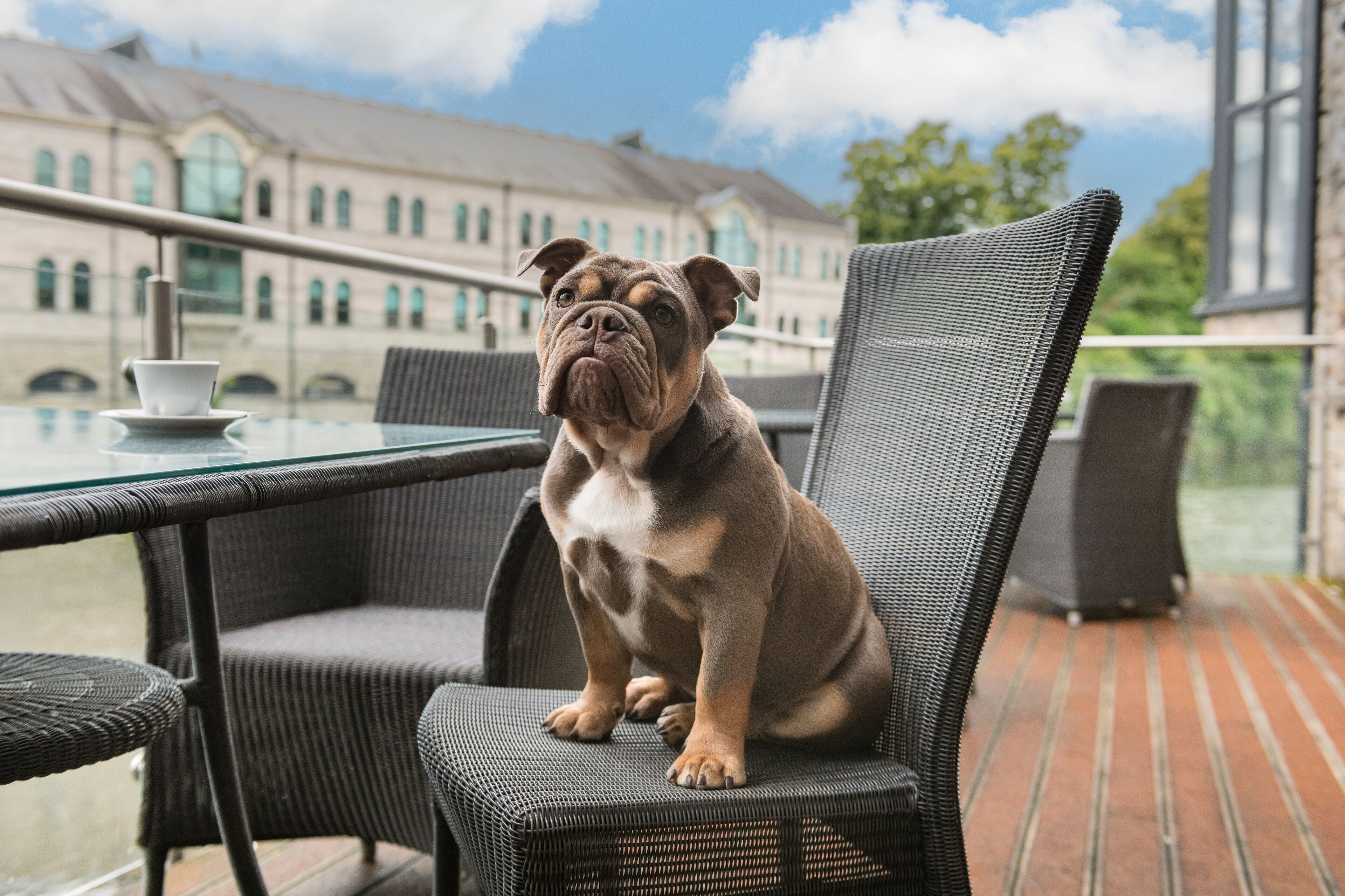Un chien est assis sur une chaise en osier, à une table d’extérieur dont le plateau est en verre, et il surplombe un bâtiment doté de fenêtres en arc de cercle et d’un sol en briques.