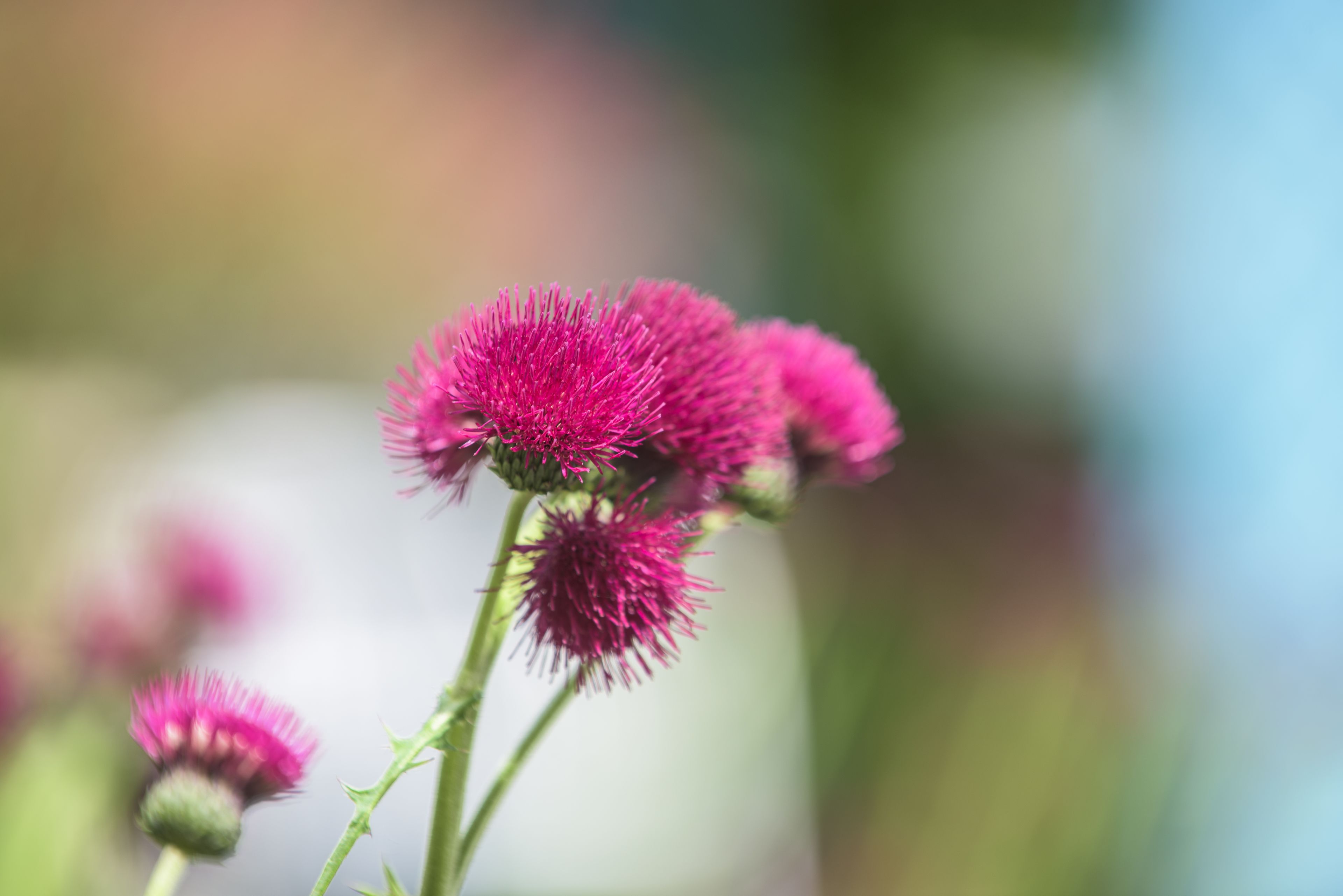 A close-up of pink thistle flowers with a blurred background.