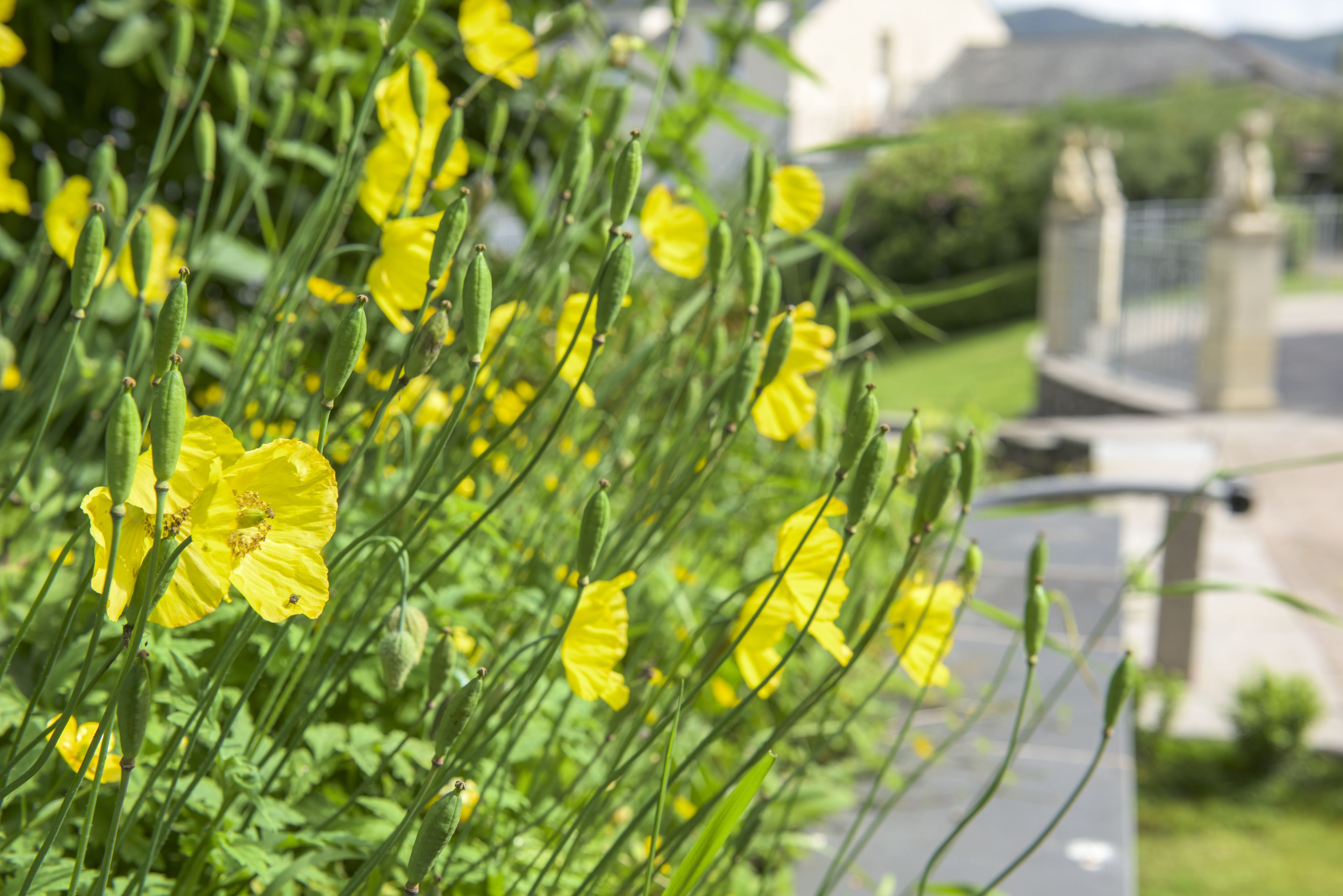 A garden with yellow flowers and a statue in the background.