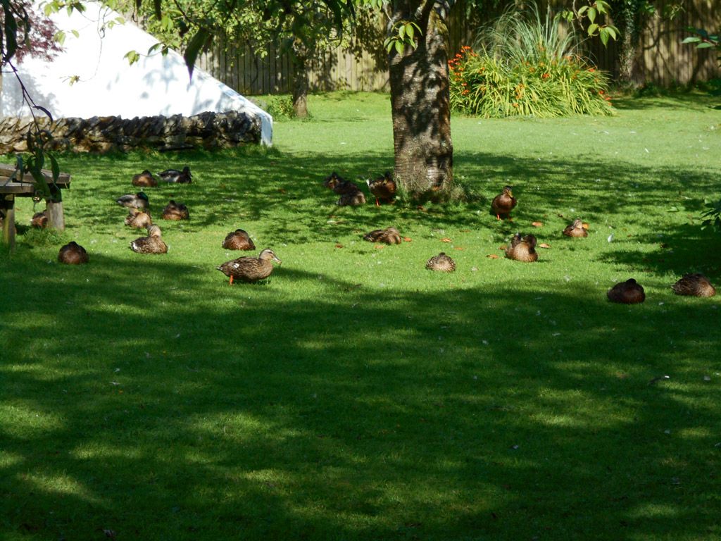 Un espace extérieur verdoyant, avec des canards se reposant près d’un arbre et un banc en bois.