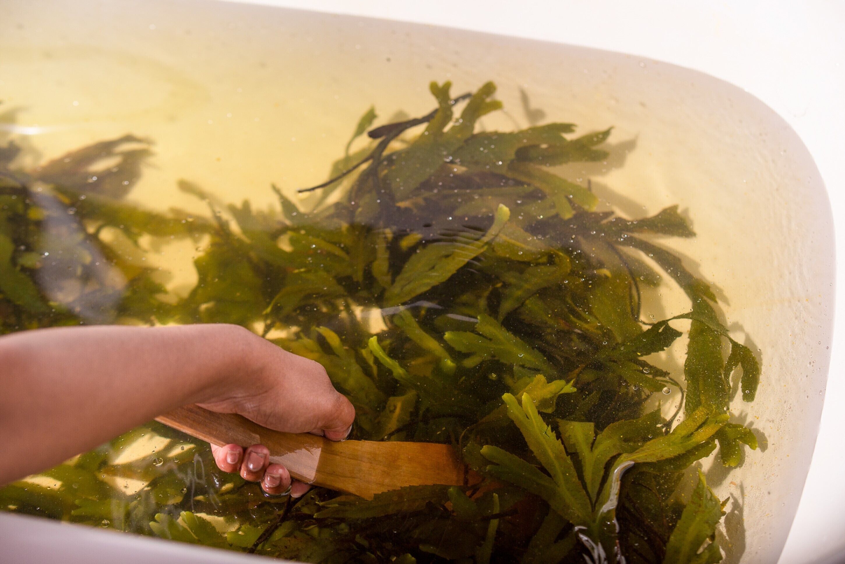 Une personne tenant une spatule en bois et remuant des algues dans un récipient transparent.
