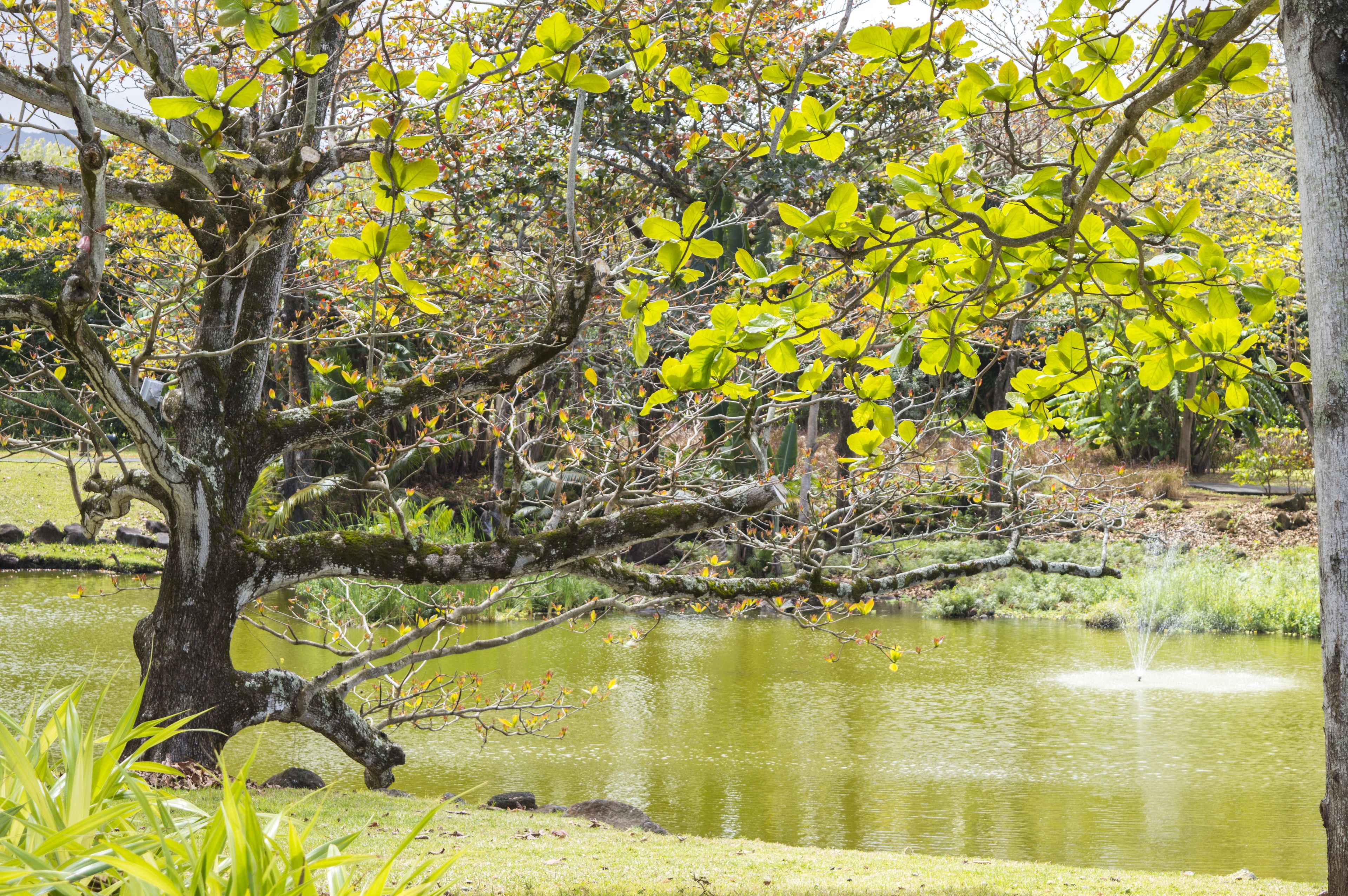 A tree with green leaves by a pond.