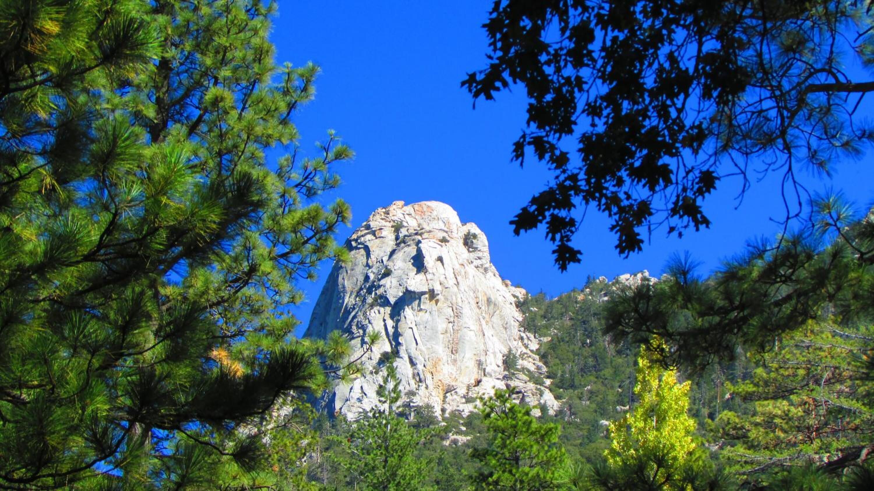 A rocky mountain peak surrounded by dense green trees.