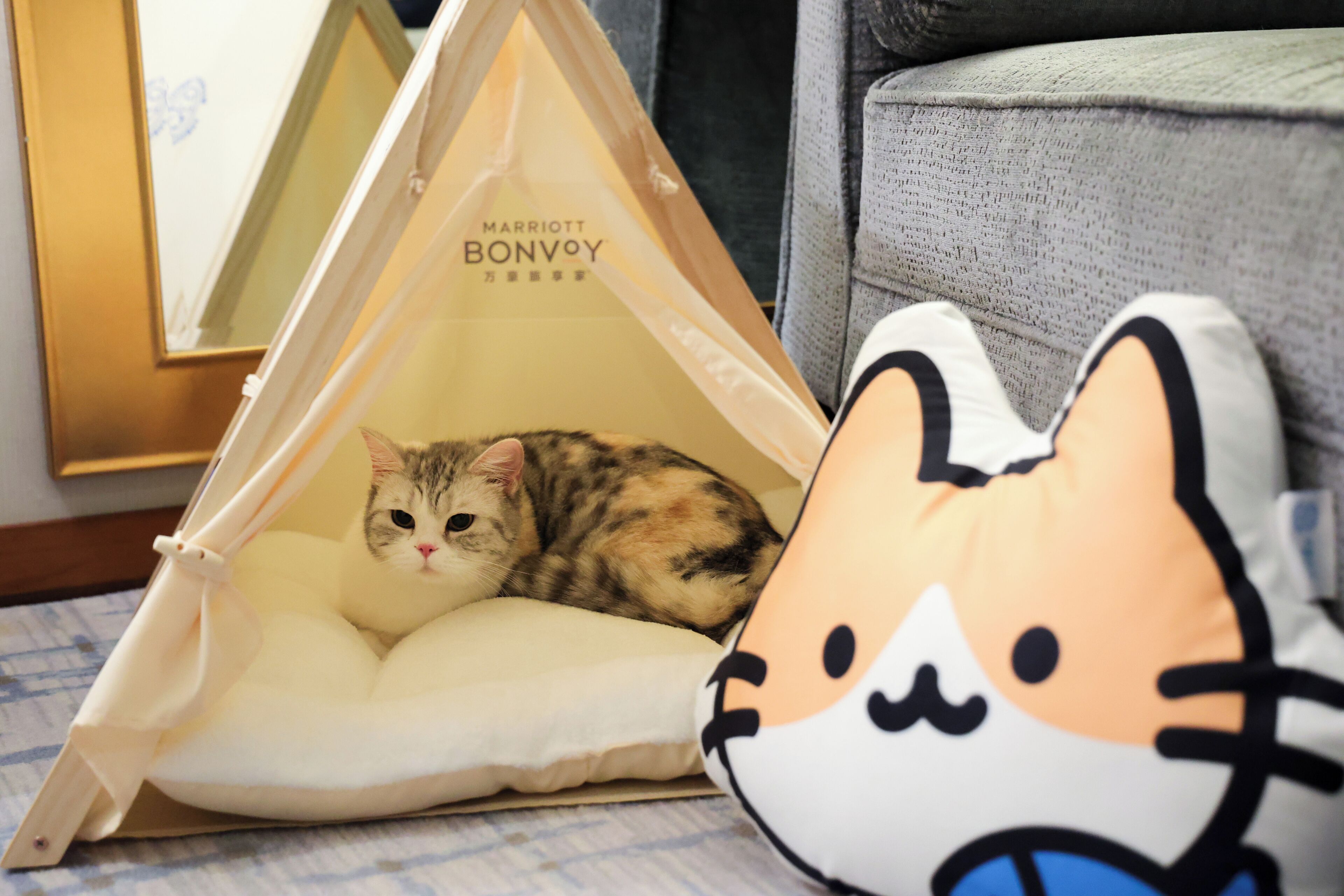 Un chat se trouve à l’intérieur d’une structure ressemblant à une tente, ornée du logo Marriott Bonvoy, avec un coussin et un oreiller à l’effigie de Hello Kitty.