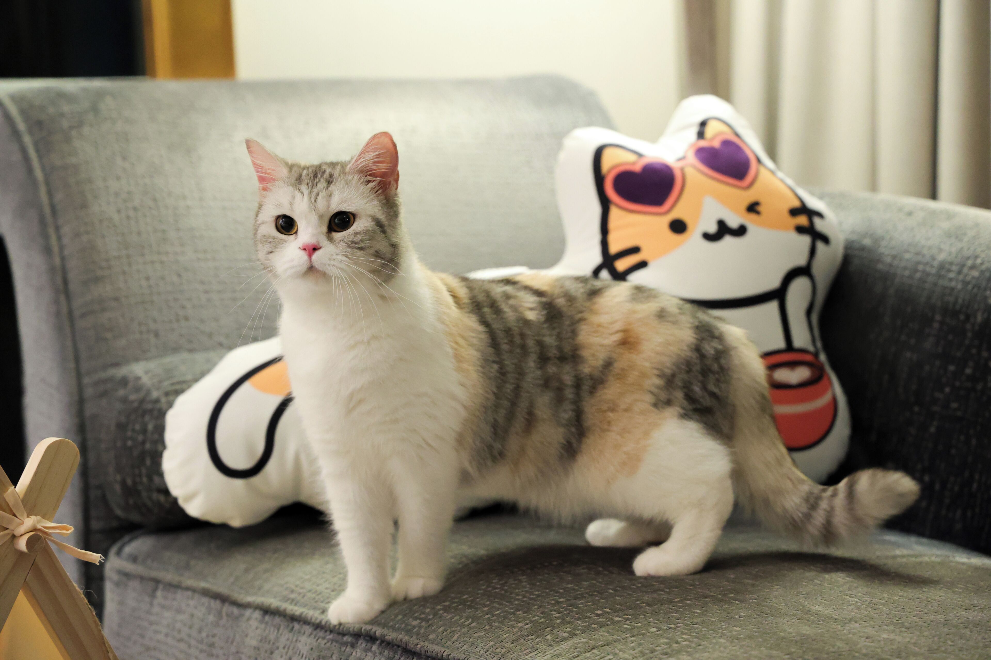 A cat sitting on a grey sofa with a Hello Kitty pillow.