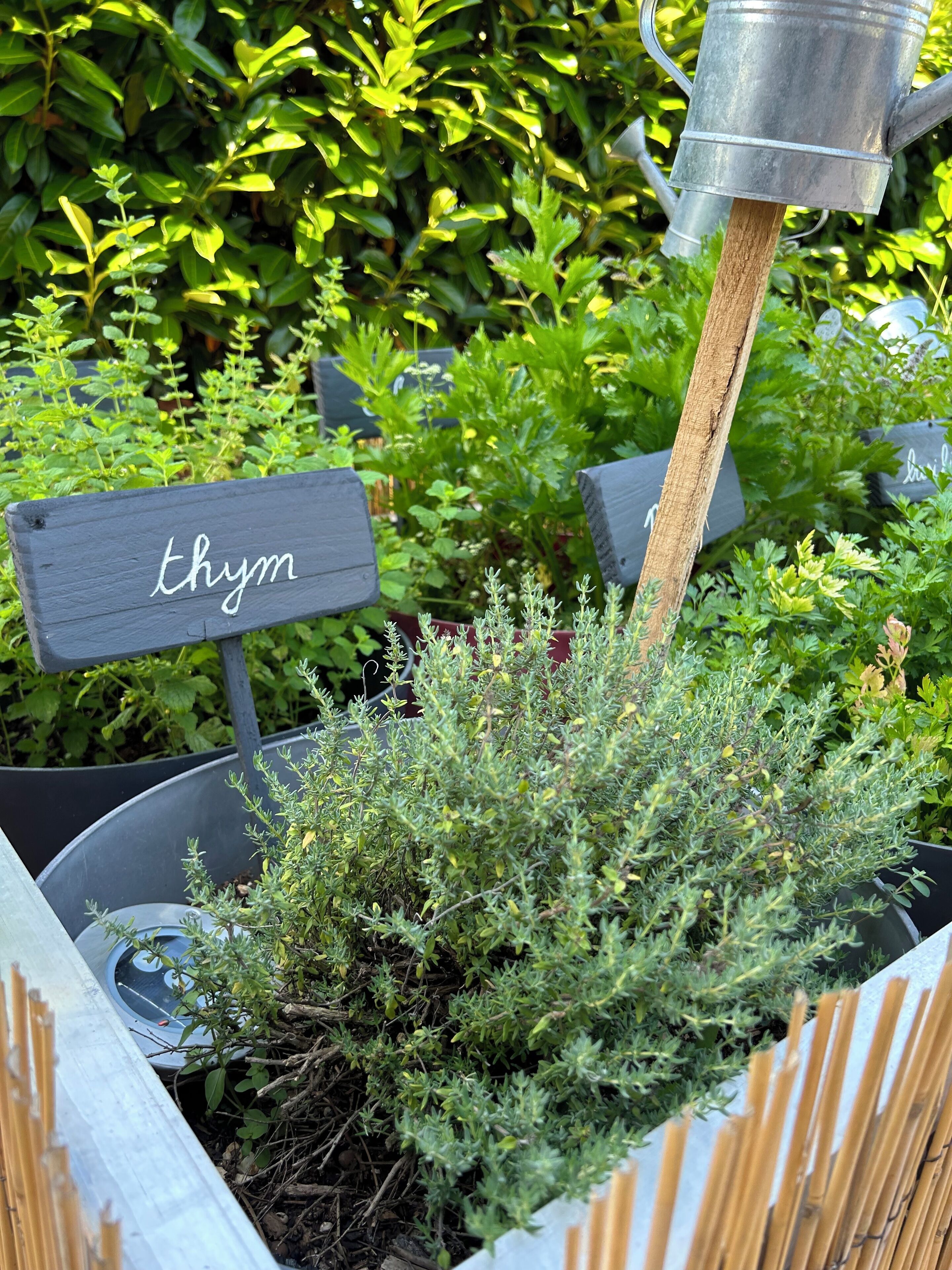 Un jardín con un letrero que dice 'thym' y una regadera.