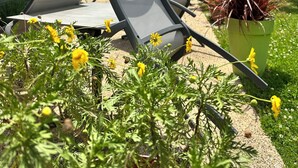 An outdoor seating area with a table and chairs, surrounded by greenery and a house in the background.