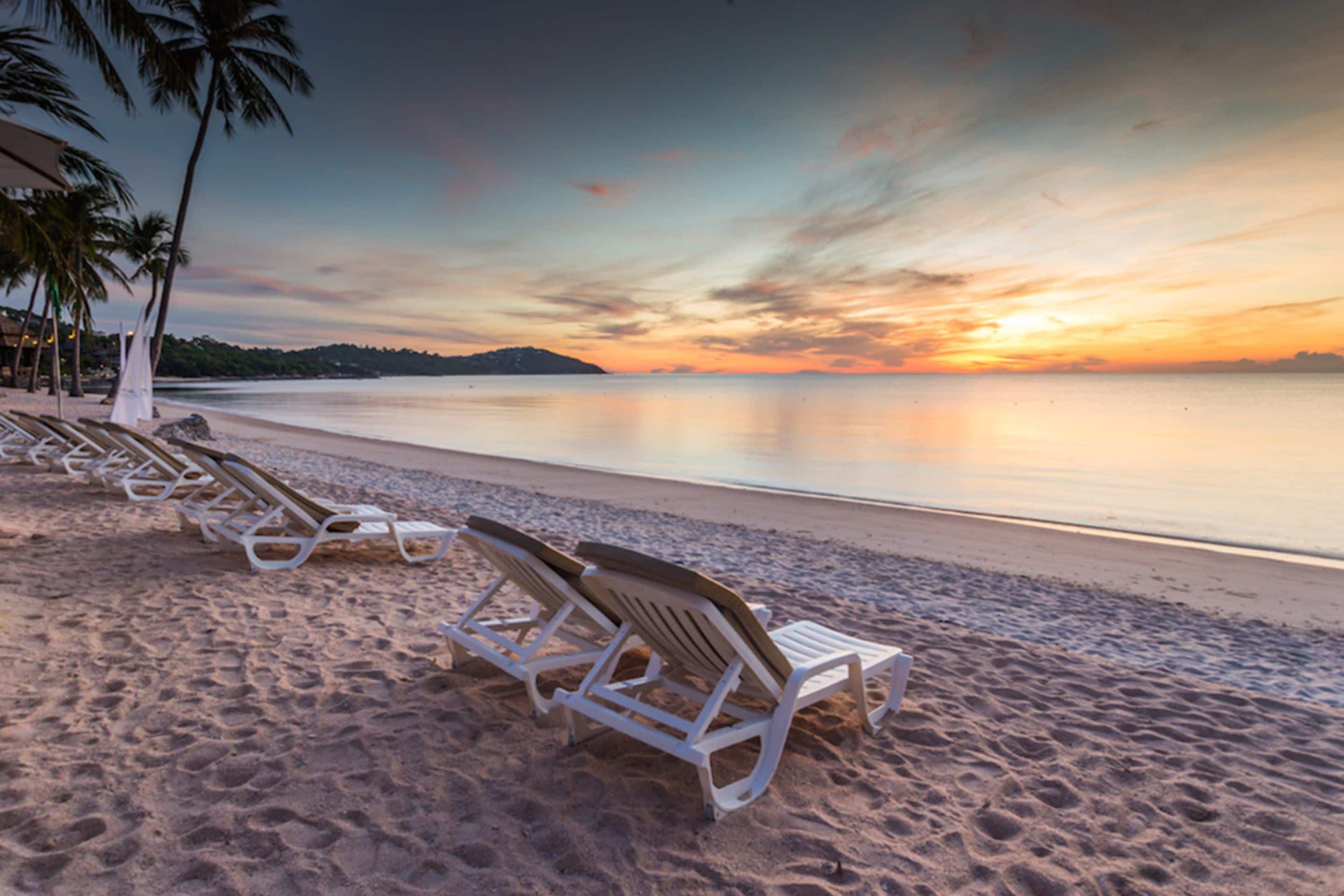 A beach with lounge chairs and a palm tree.