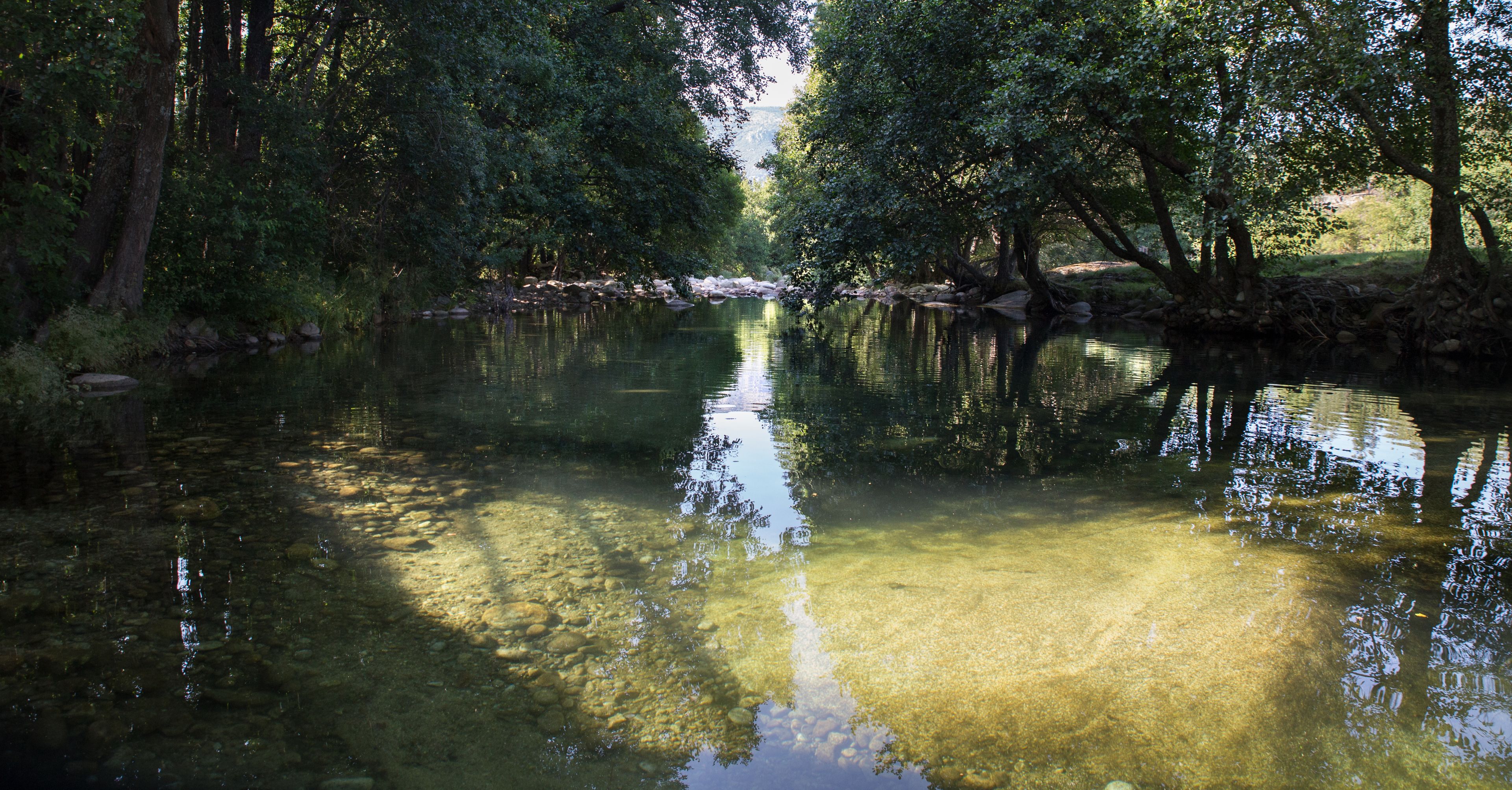 Un río tranquilo rodeado de árboles frondosos.