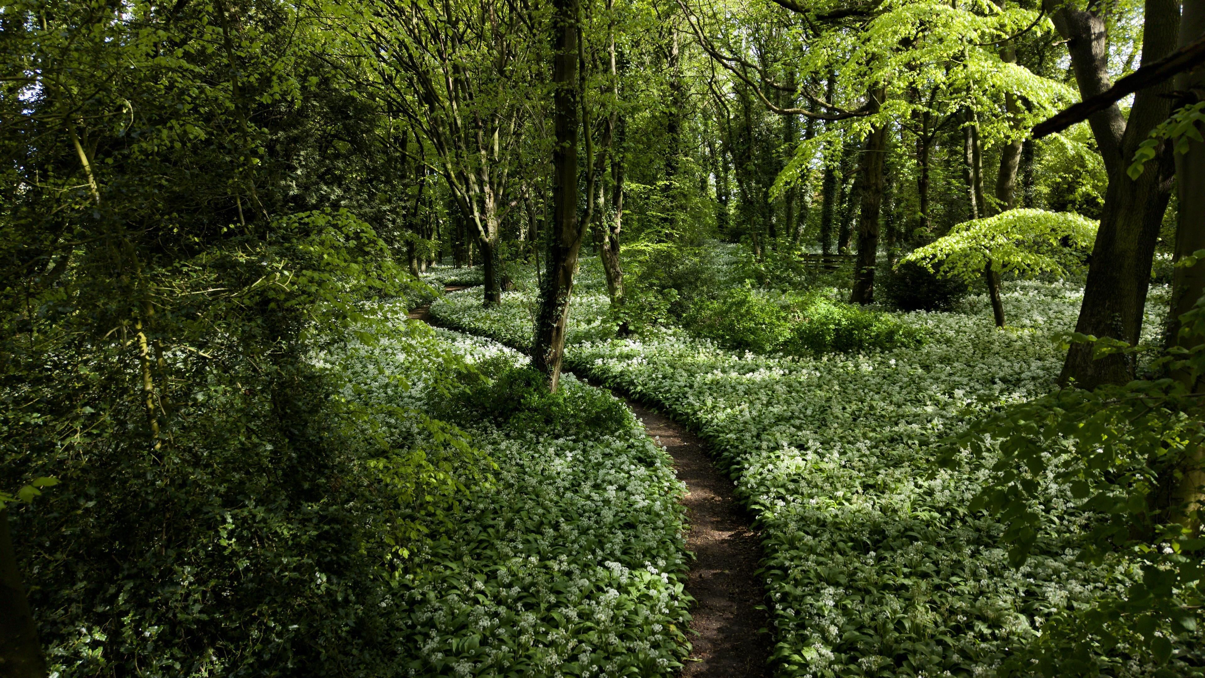 A forested area with a dirt path.