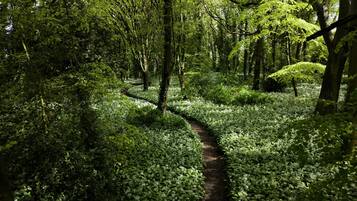 A forested area with a dirt path.