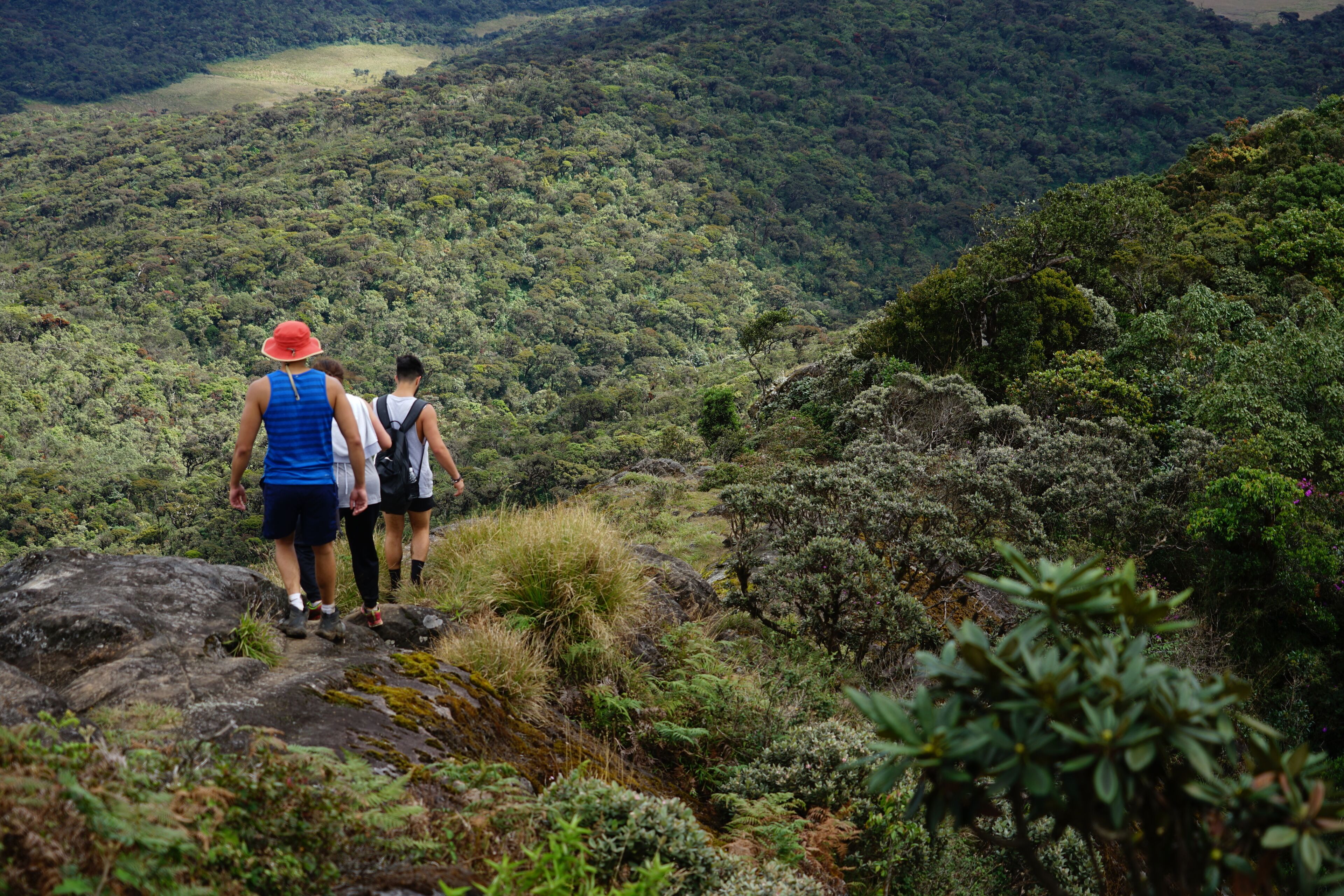 Two people hiking on a rocky path surrounded by dense forest.