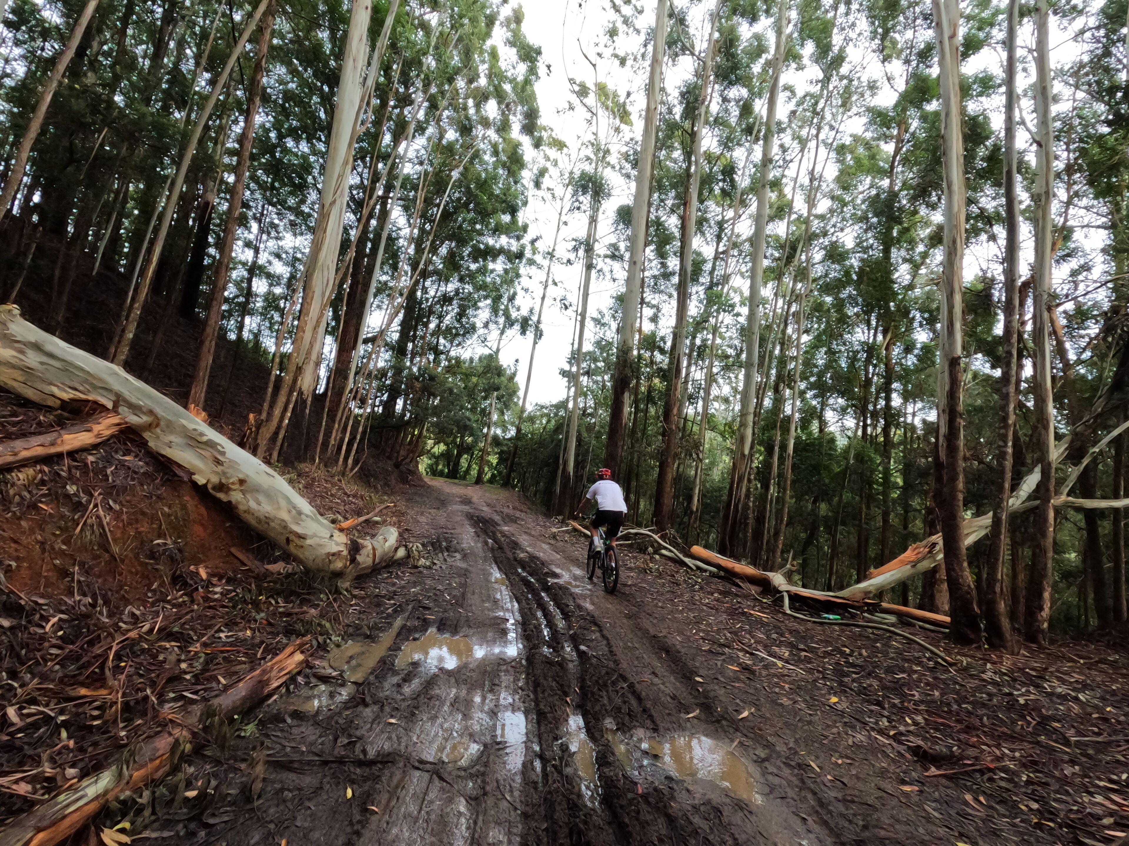 Un sendero en el bosque con un ciclista.