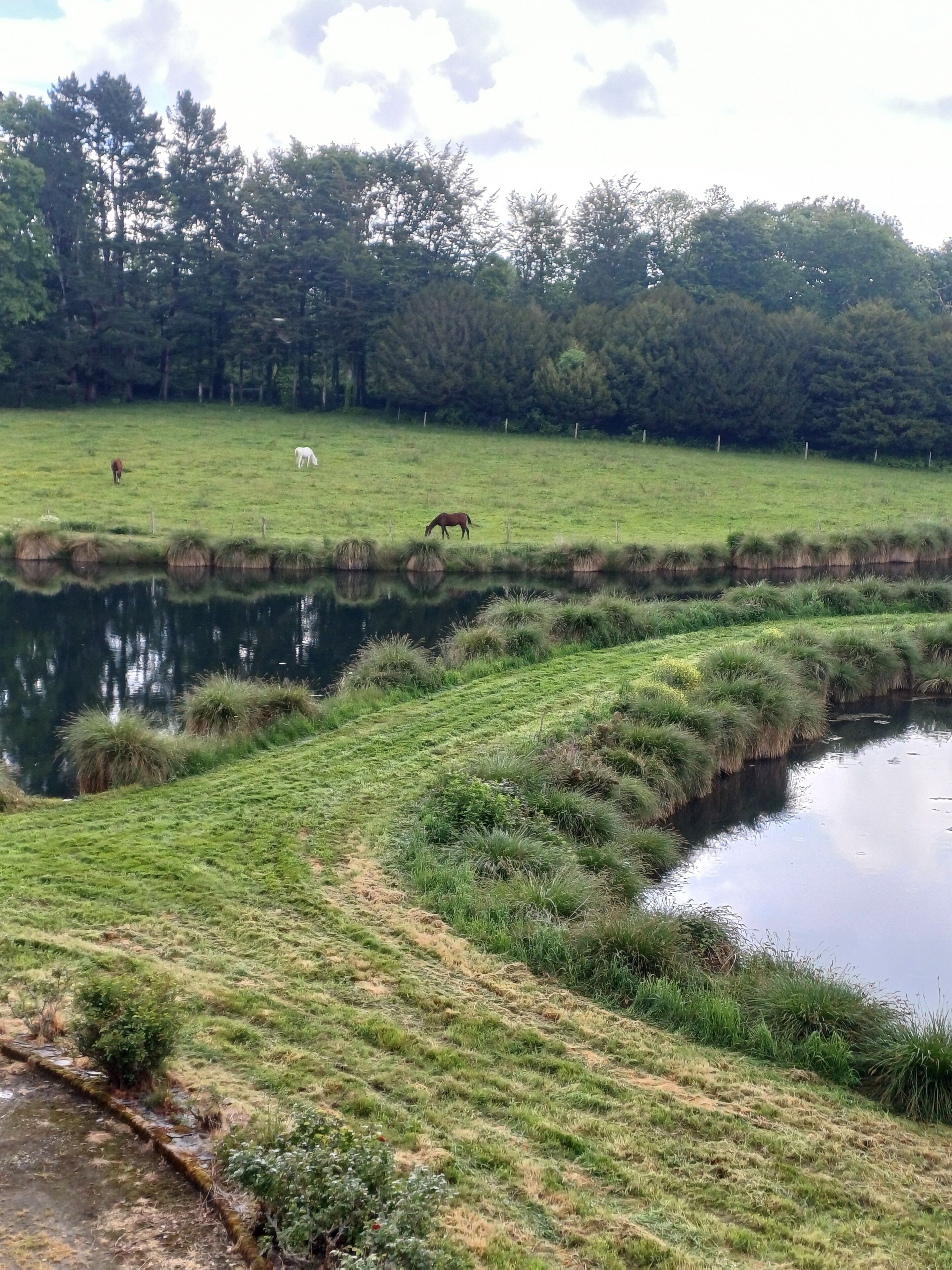 A serene landscape with a pond, grassy areas, and trees in the background.
