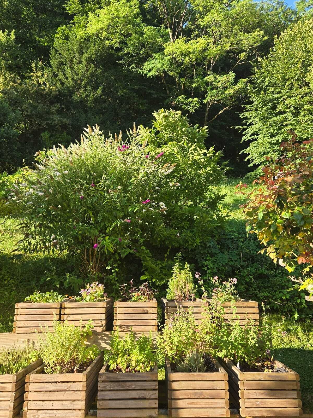 A garden with raised wooden planters containing various plants and flowers.
