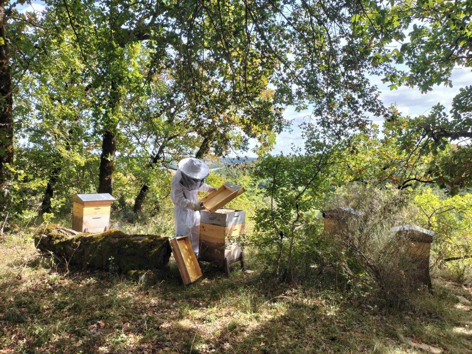 Una persona con equipo de protección trabajando con colmenas en un área boscosa.