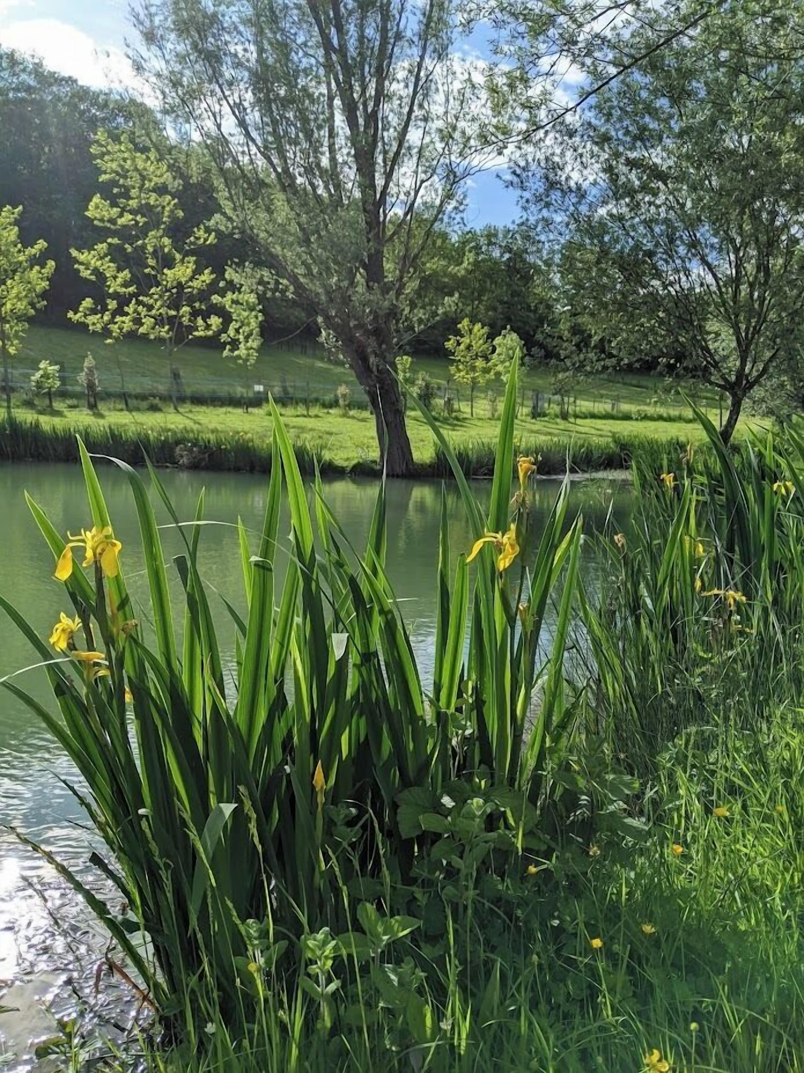 Escena serena junto al lago, con abundante vegetación y flores amarillas en primer plano.