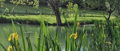 Escena serena junto al lago, con abundante vegetación y flores amarillas en primer plano.