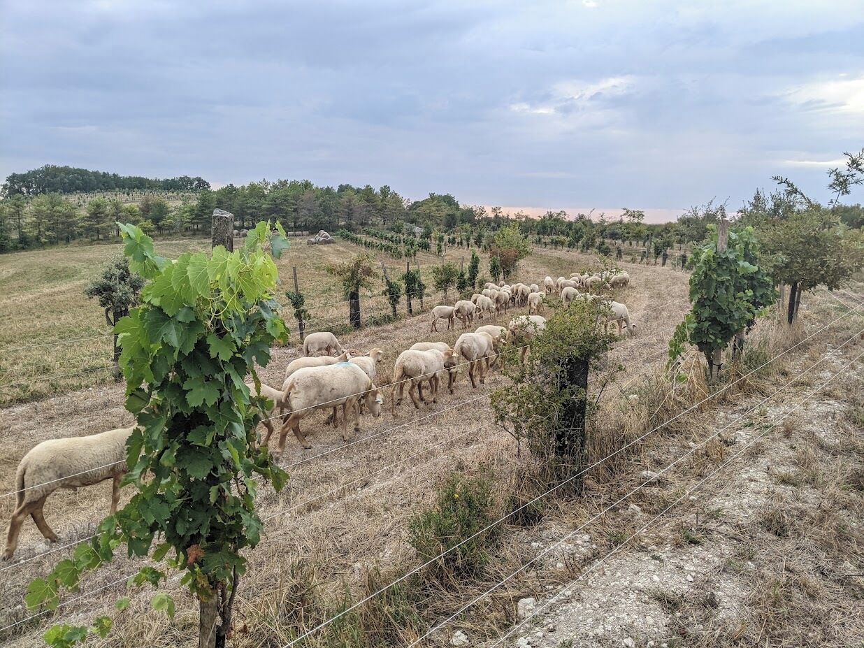 Paisaje rural con un rebaño de ovejas pastando cerca de una valla.