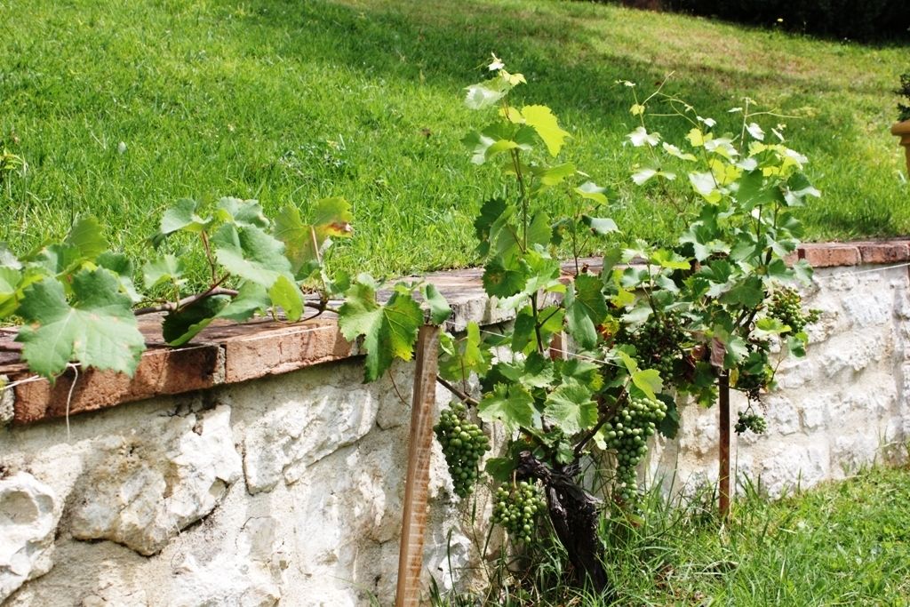 A vineyard with grapevines growing along a stone wall.