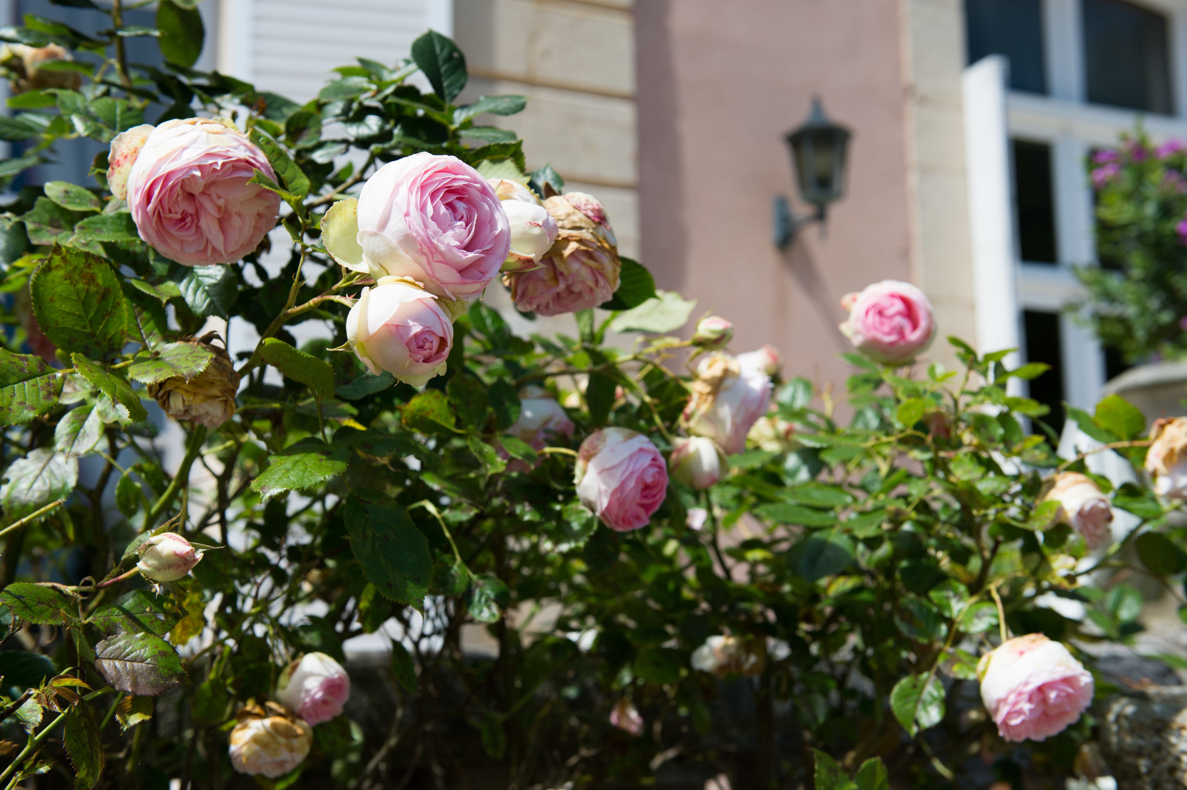A rose bush with multiple blooms in various stages of opening, set against a building with a light-colored facade and a window.