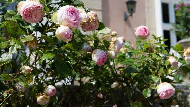 Un rosier orné de nombreuses fleurs à différents stades d’éclosion, se dressant devant un bâtiment à la façade de couleur claire et doté d’une fenêtre.