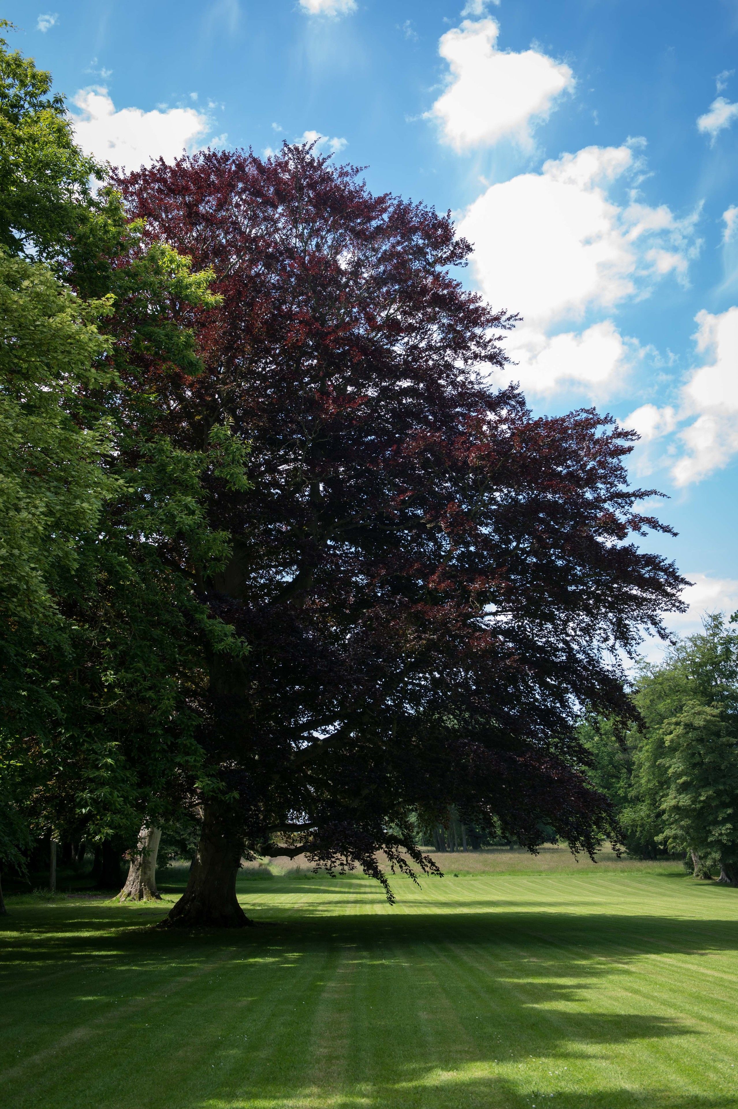 A large tree with green and red leaves in a grassy park area.