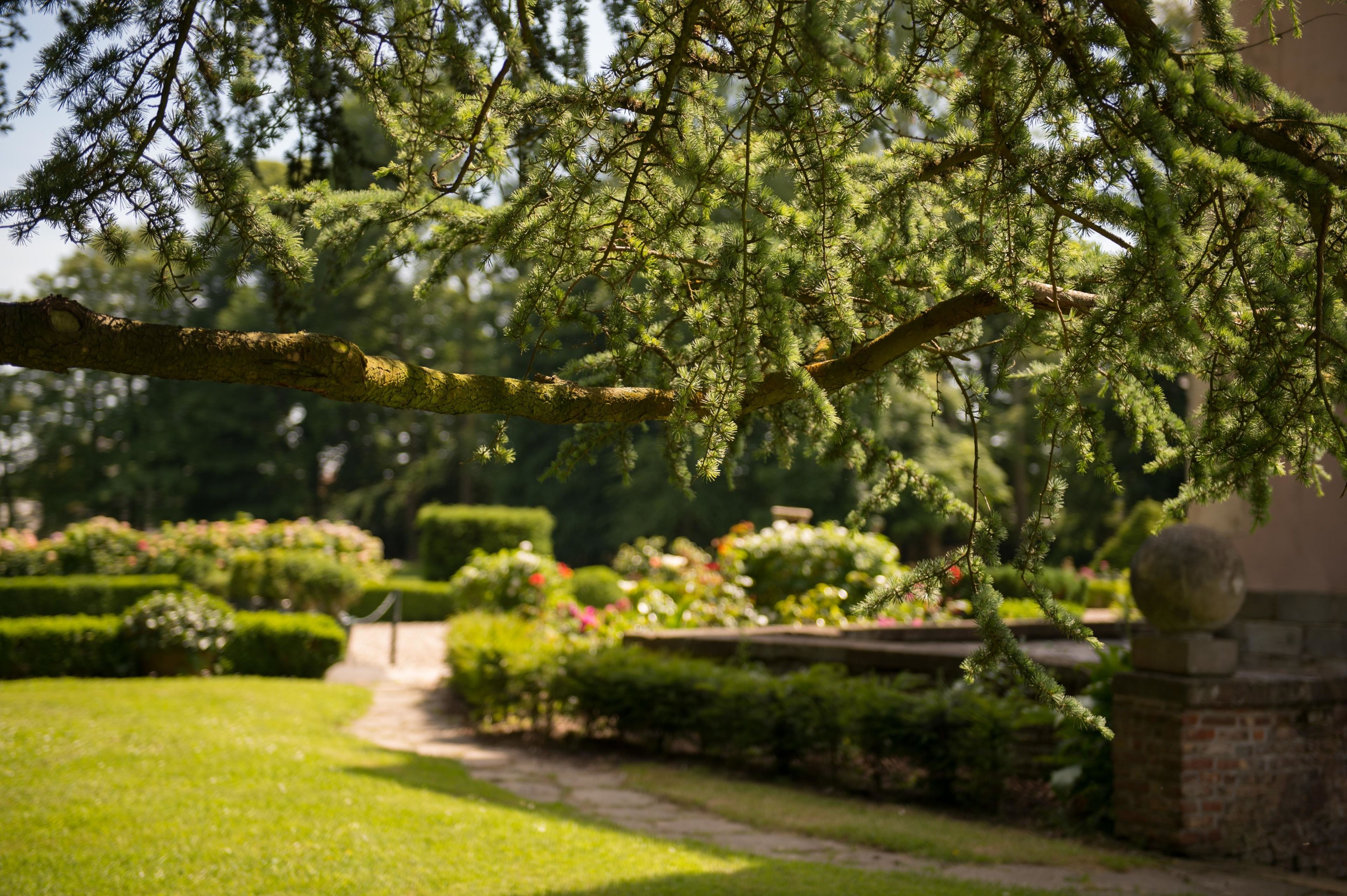 A garden with a pathway, neatly trimmed hedges, and a variety of plants.