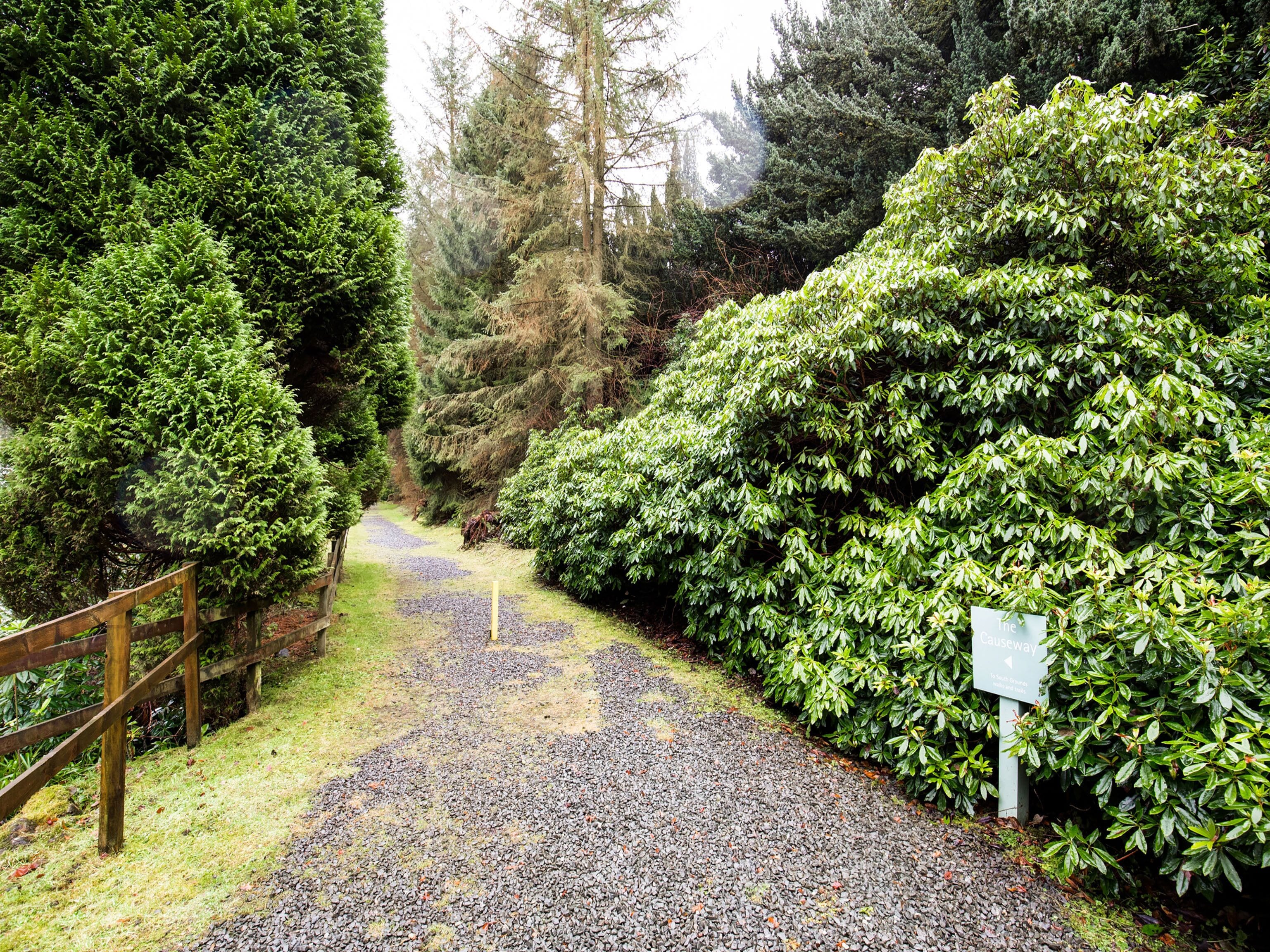 A gravel path flanked by dense green foliage and a wooden fence.