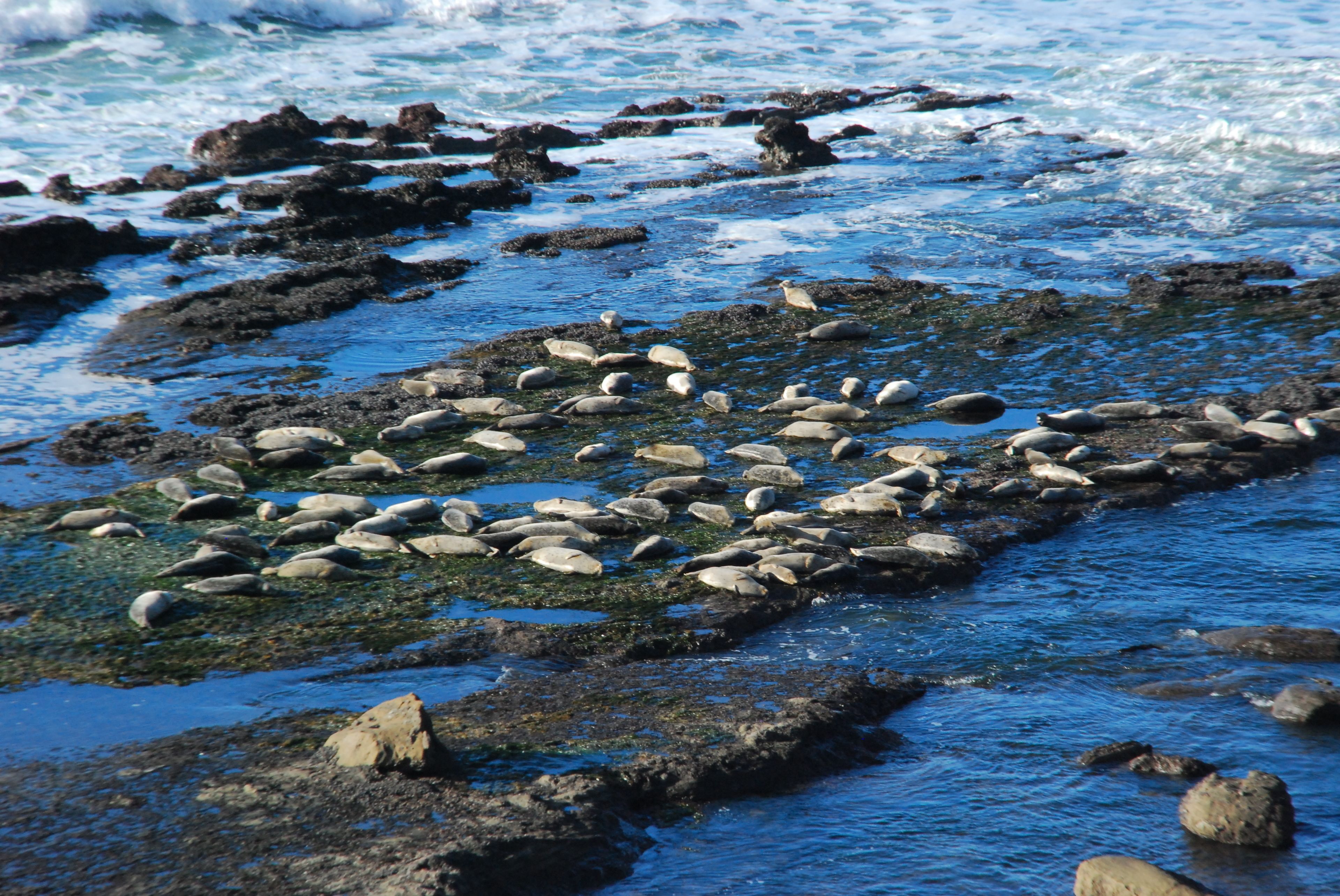 Una costa rocosa con numerosos pájaros marinos y una vista despejada del océano.