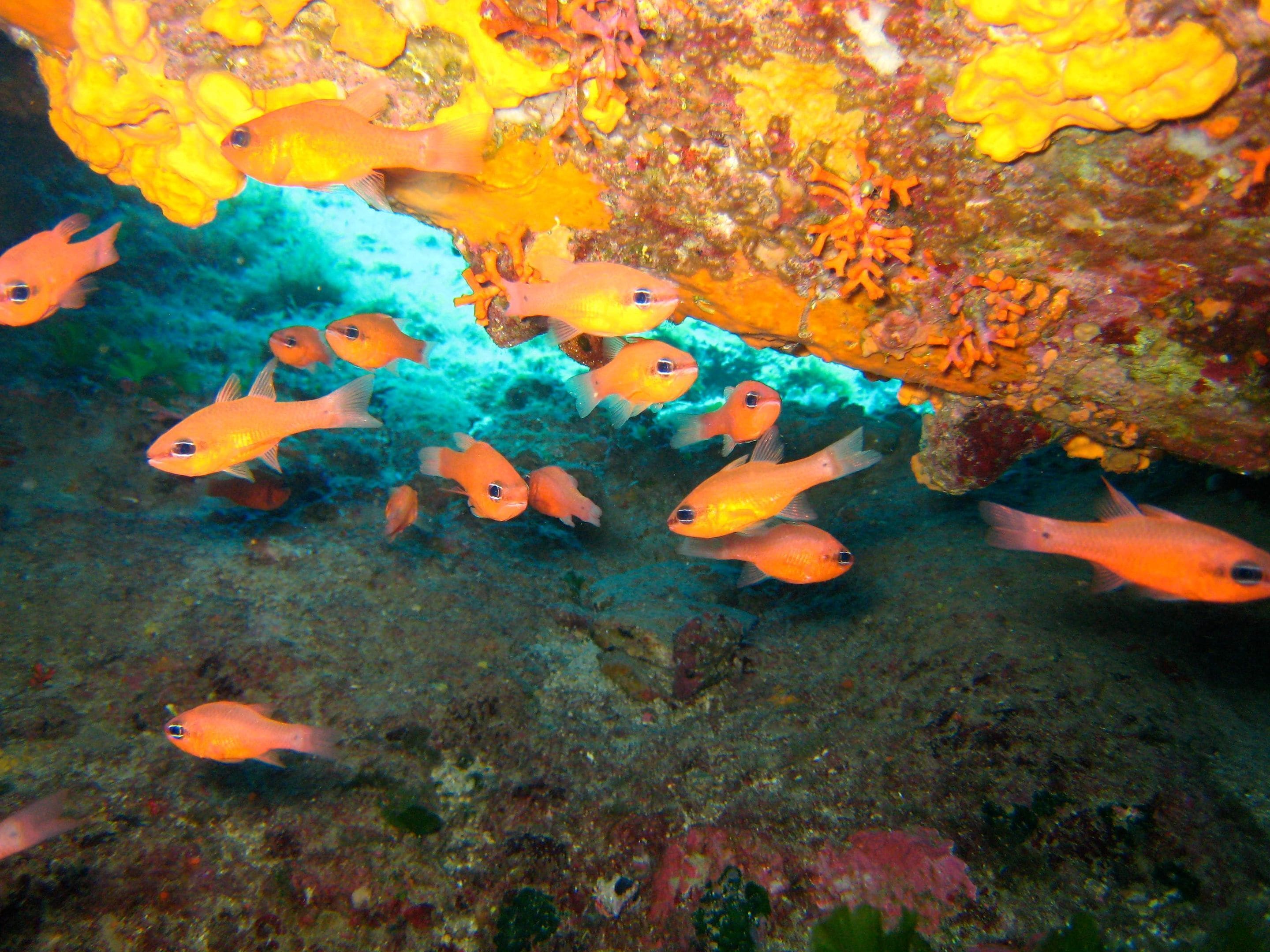 Un grupo de peces naranja nadando cerca de un arrecife de coral.