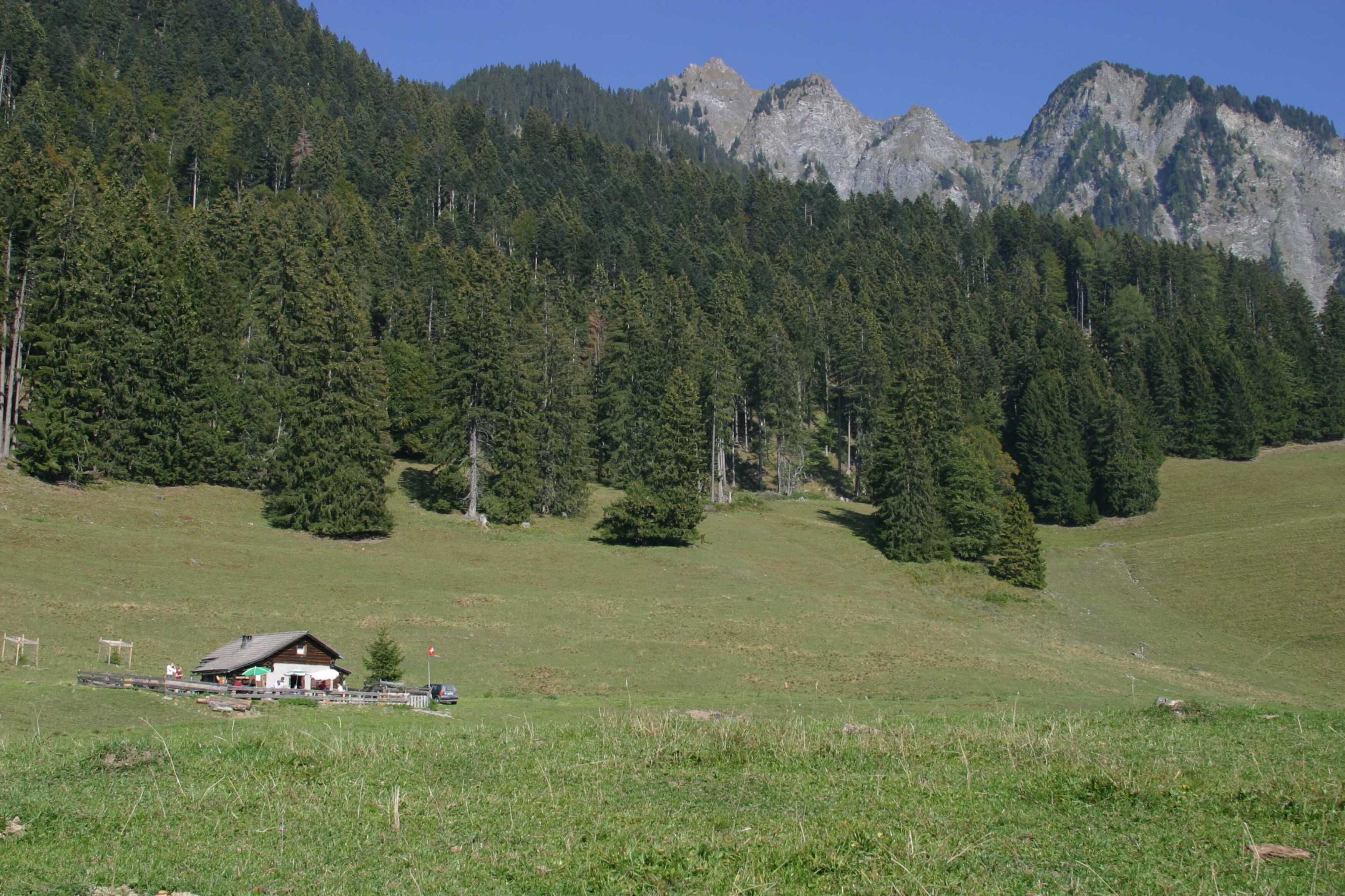 A rural setting with a small house surrounded by a grassy field and dense forest.