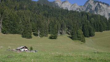 A rural setting with a small house surrounded by a grassy field and dense forest.