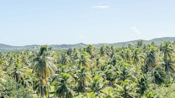 Een tropisch landschap met weelderige palmbomen en een heuvelachtige achtergrond.