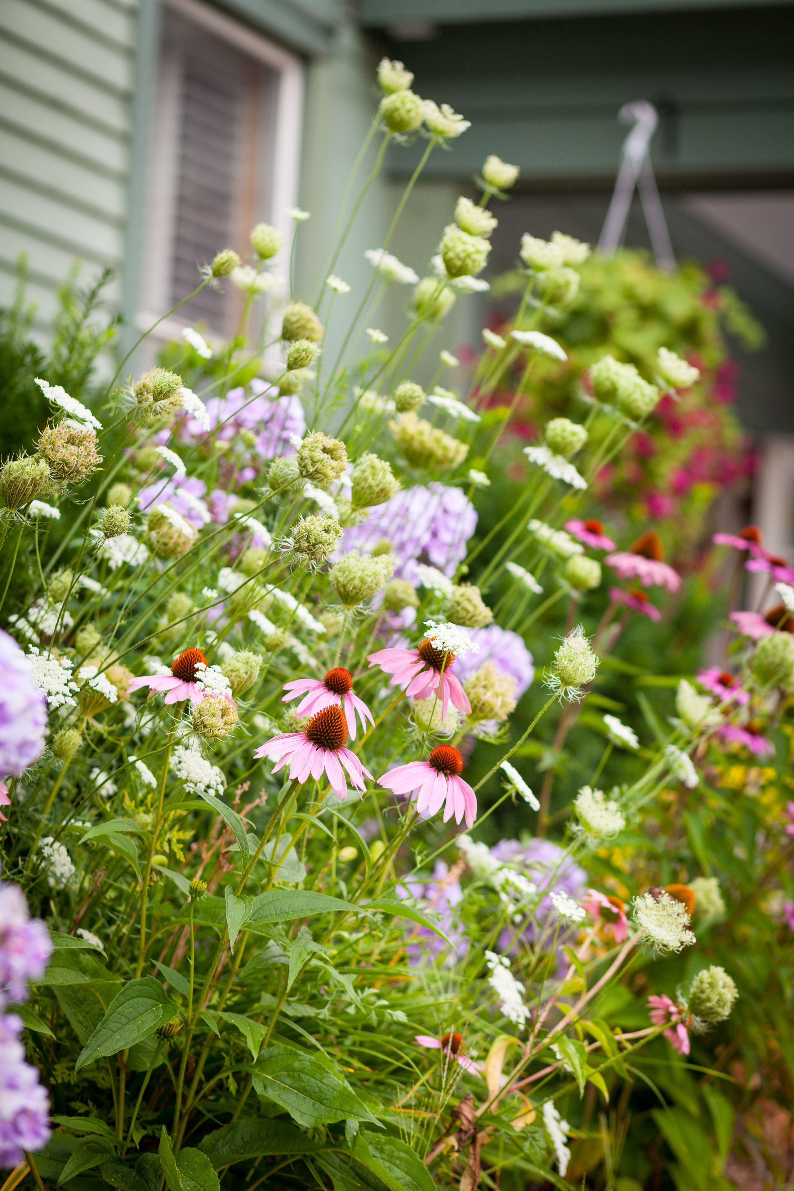 A garden with various flowers and plants.