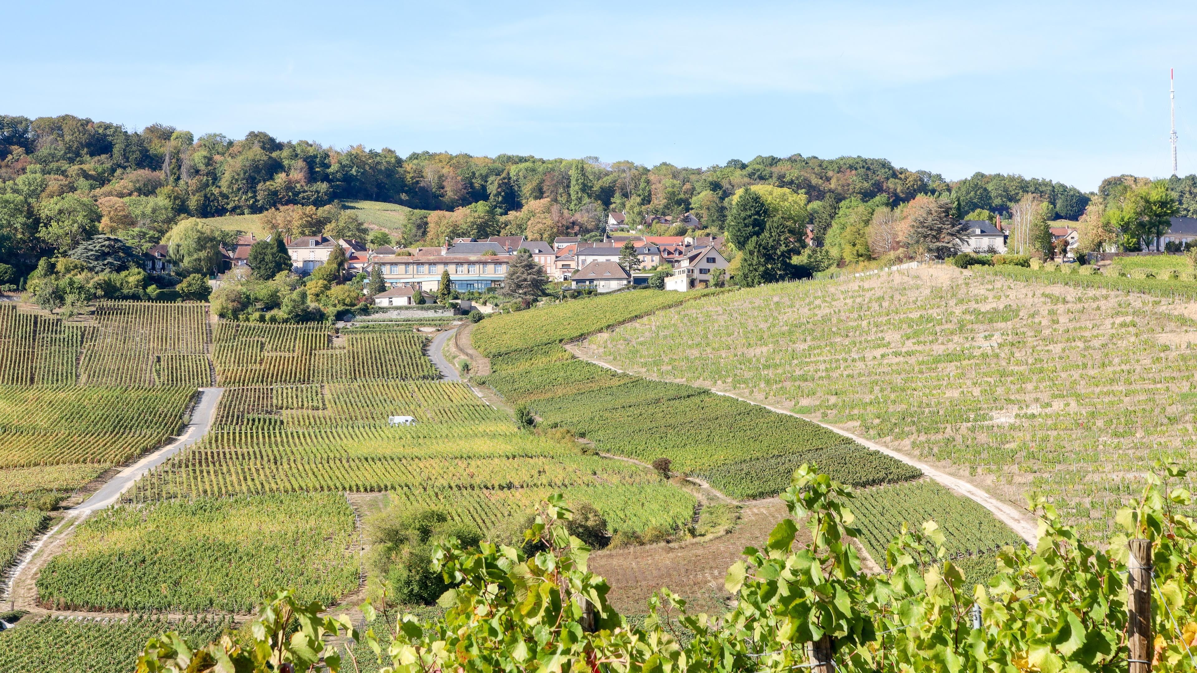 Un vignoble avec des rangées de vignes, un sentier sinueux et des maisons en arrière-plan.