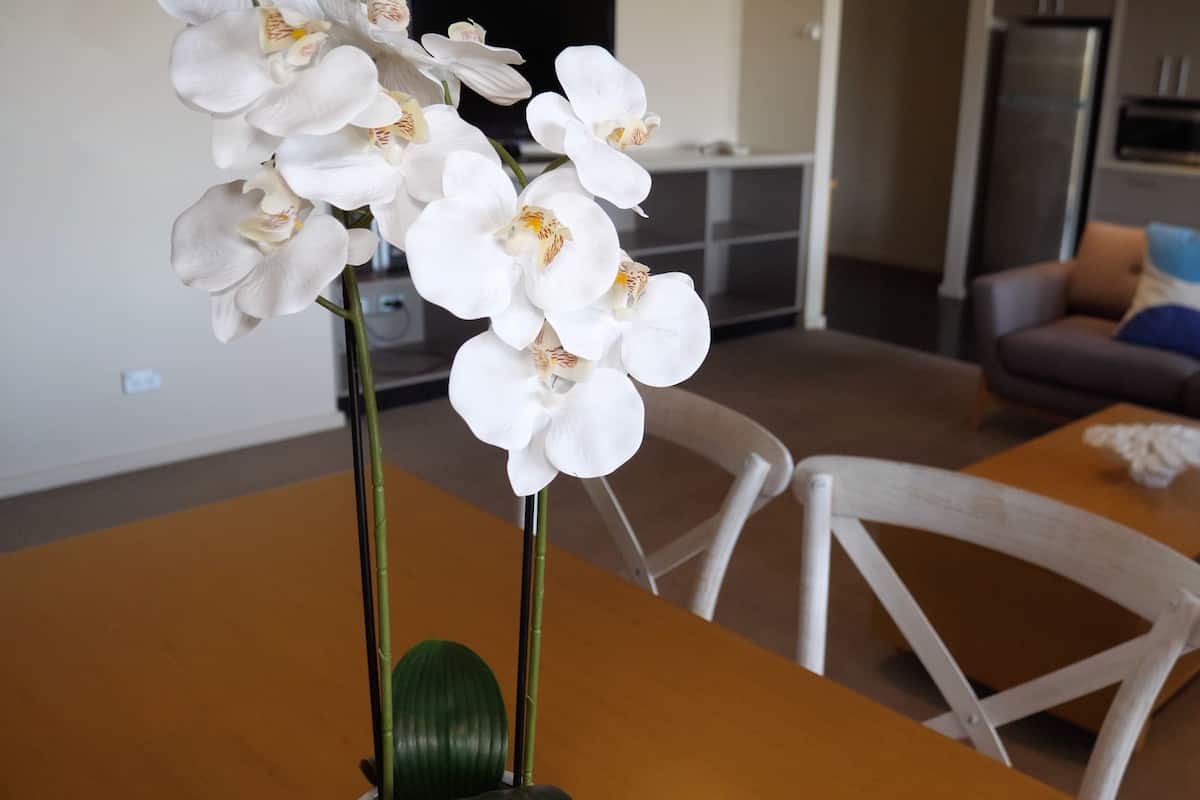 A dining table with chairs and a vase of white orchids.